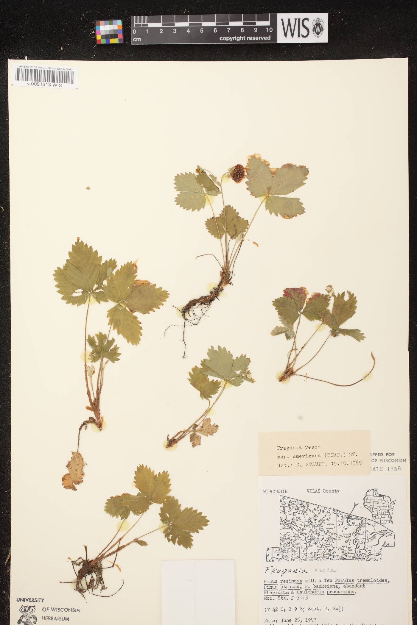Fragaria vesca subsp. americana image