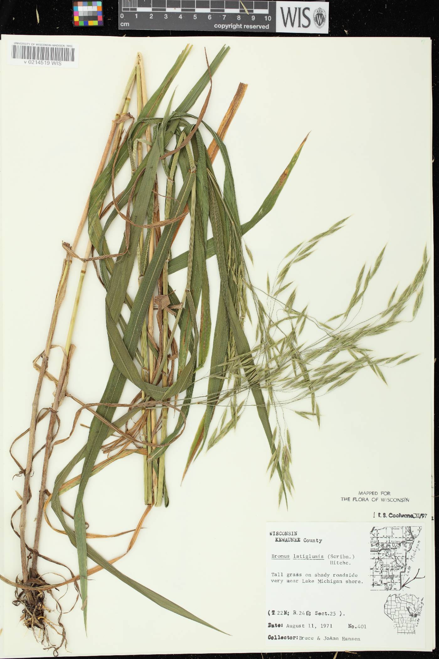 Bromus latiglumis image