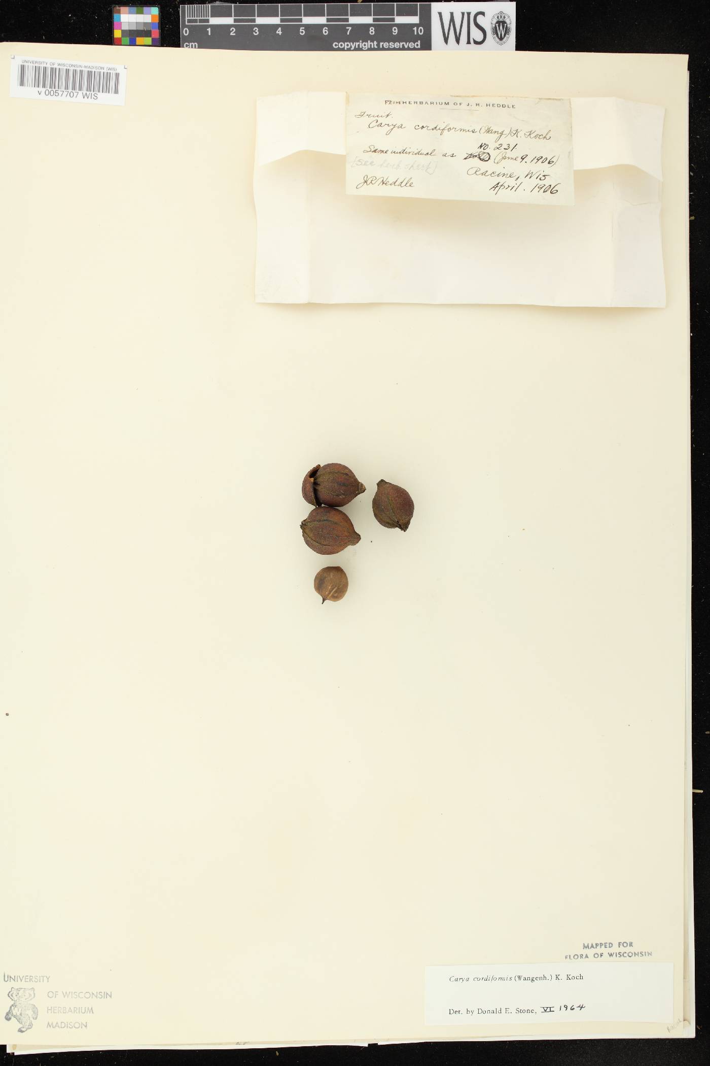 Carya cordiformis image