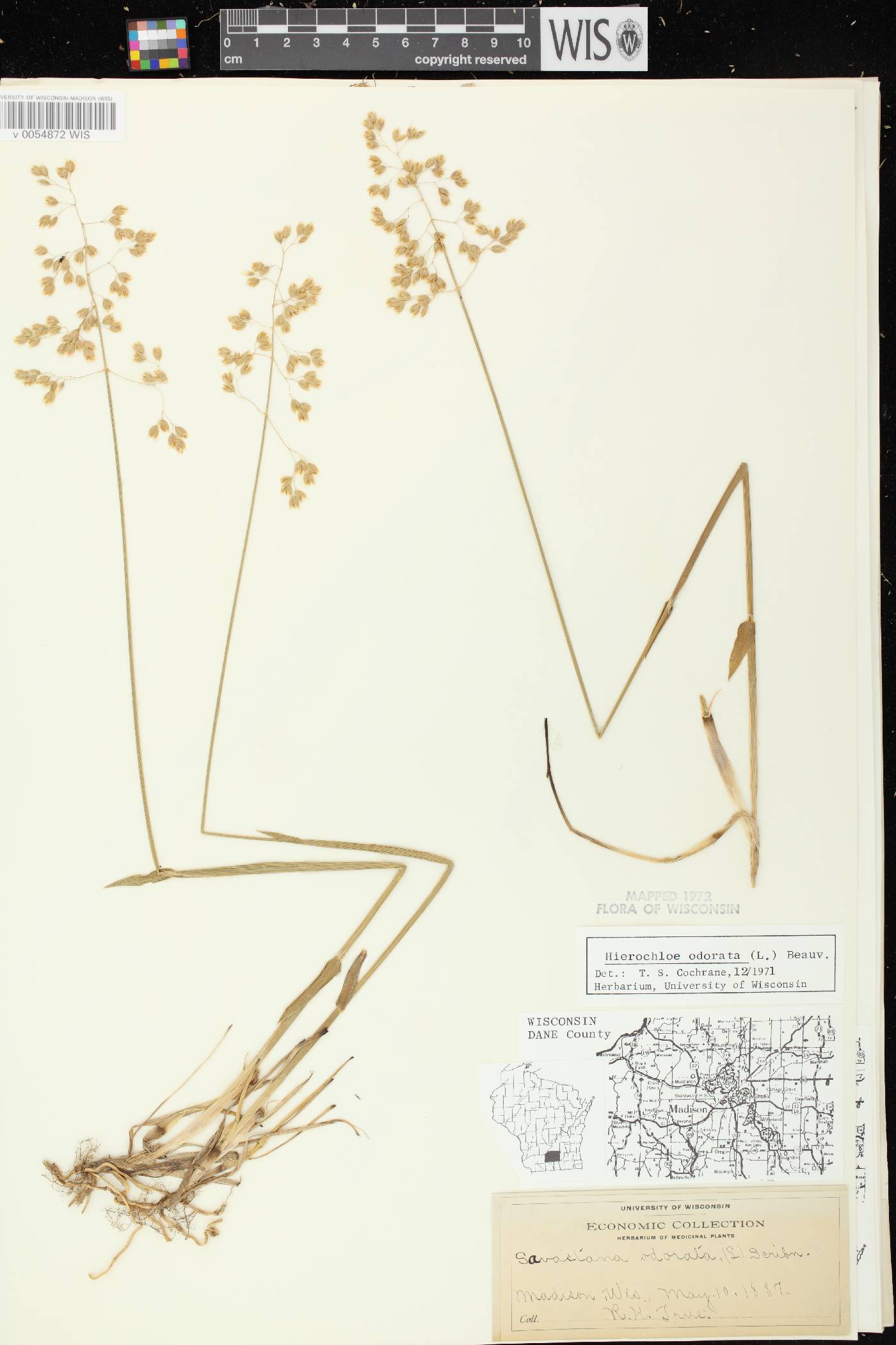 Anthoxanthum hirtum subsp. arcticum image