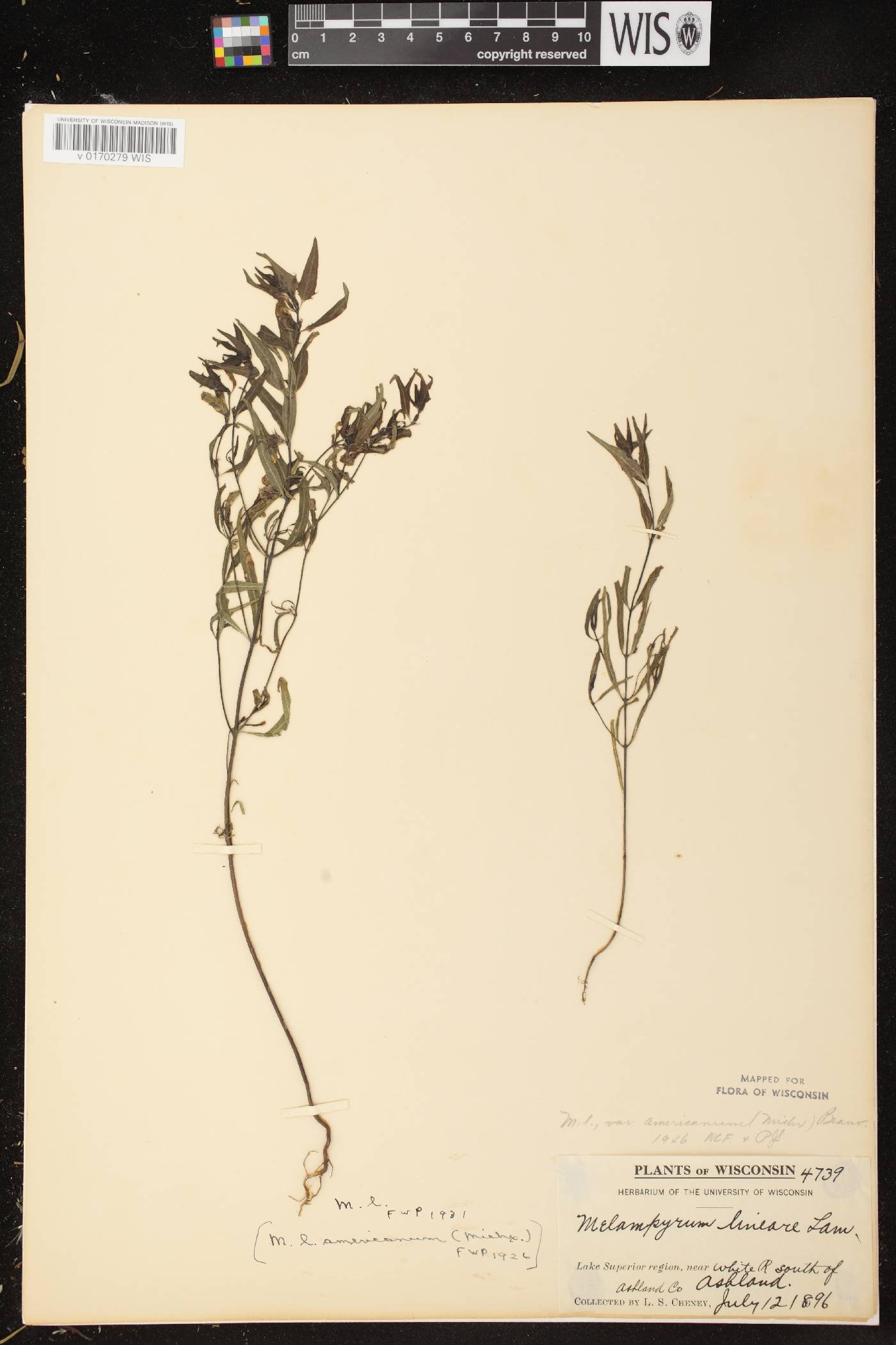 Melampyrum lineare image