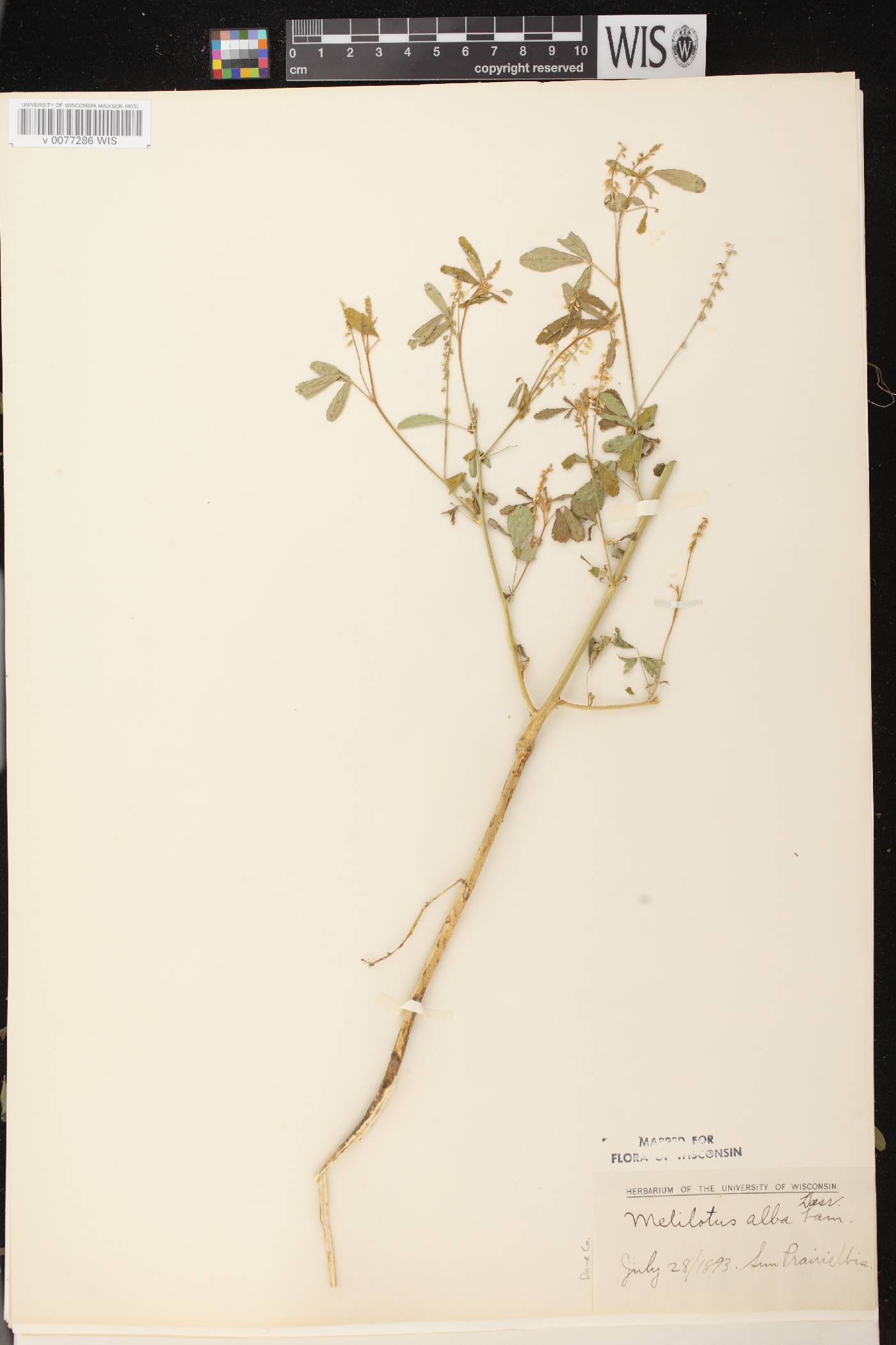 Melilotus albus image