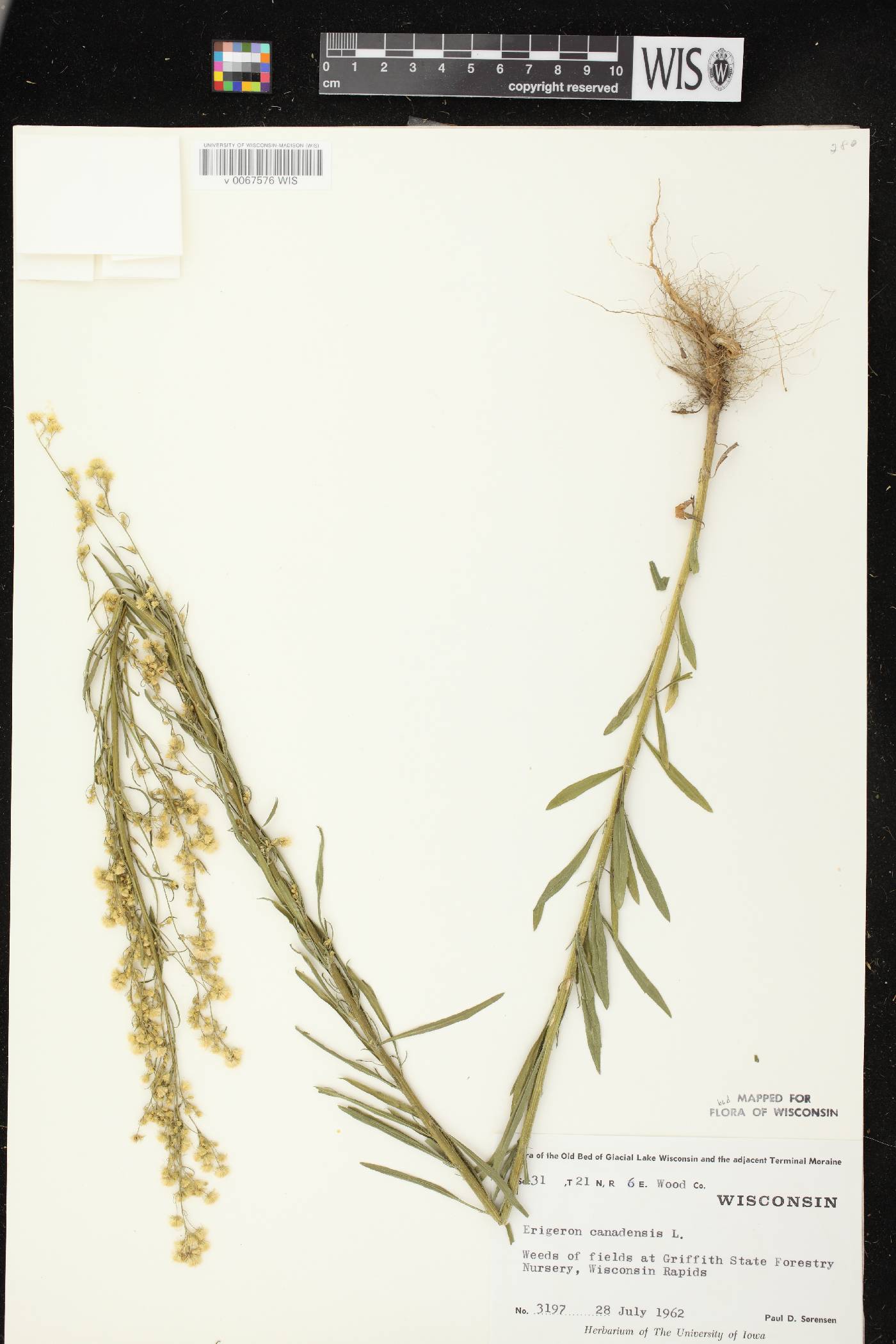Conyza canadensis image