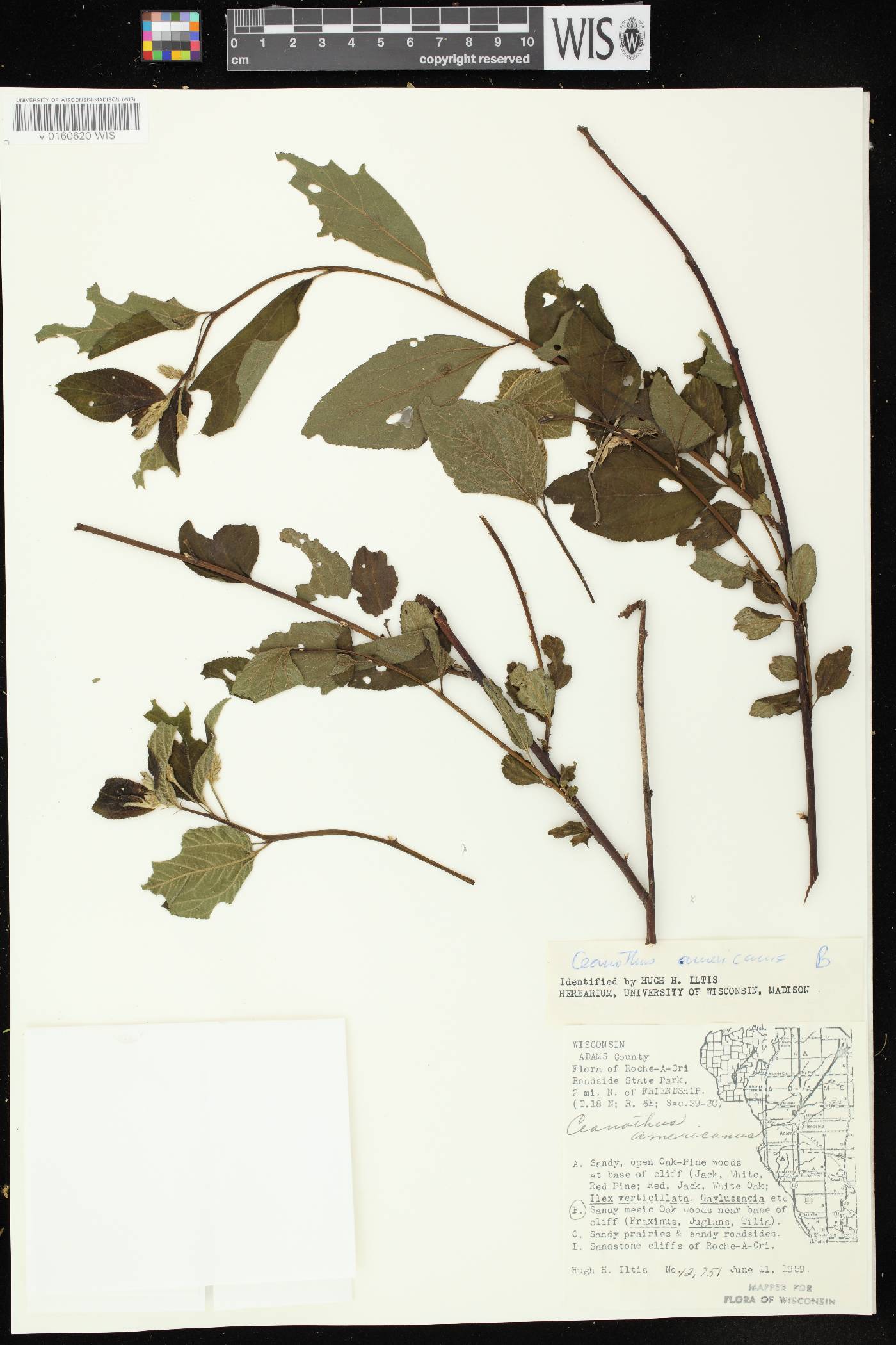 Ceanothus americanus image