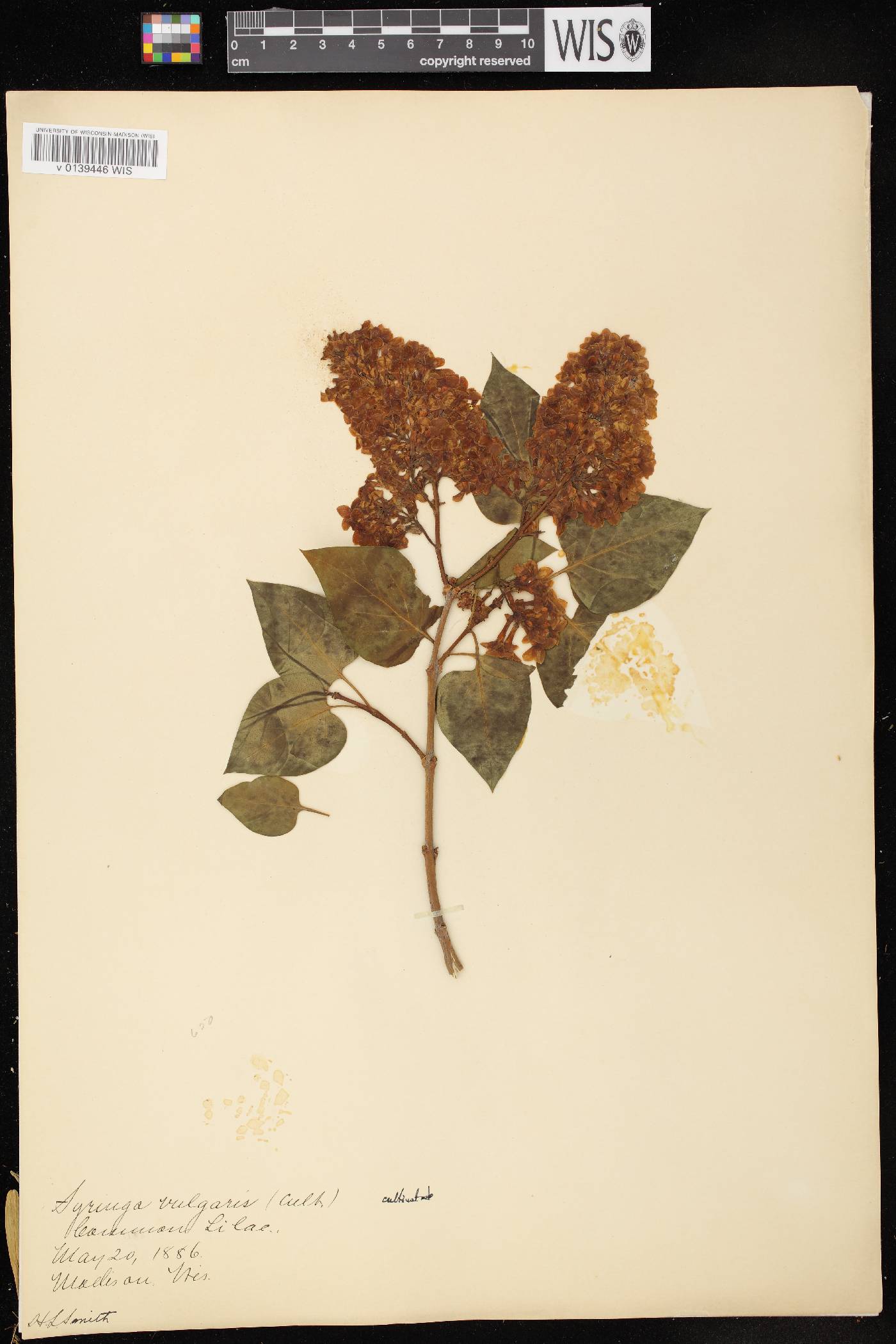 Syringa vulgaris image