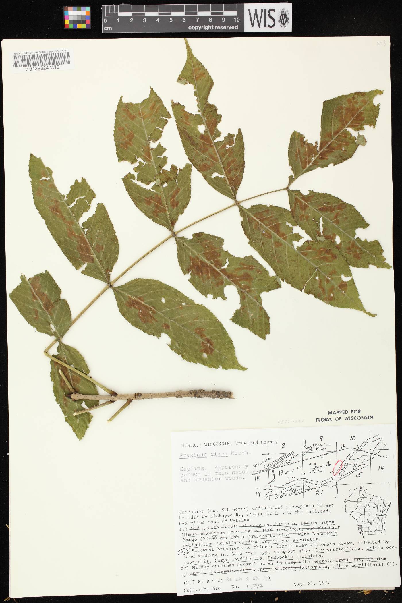 Fraxinus nigra image