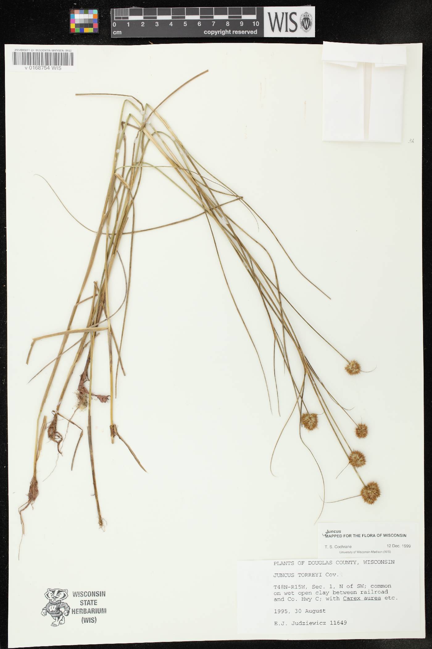 Juncus torreyi image