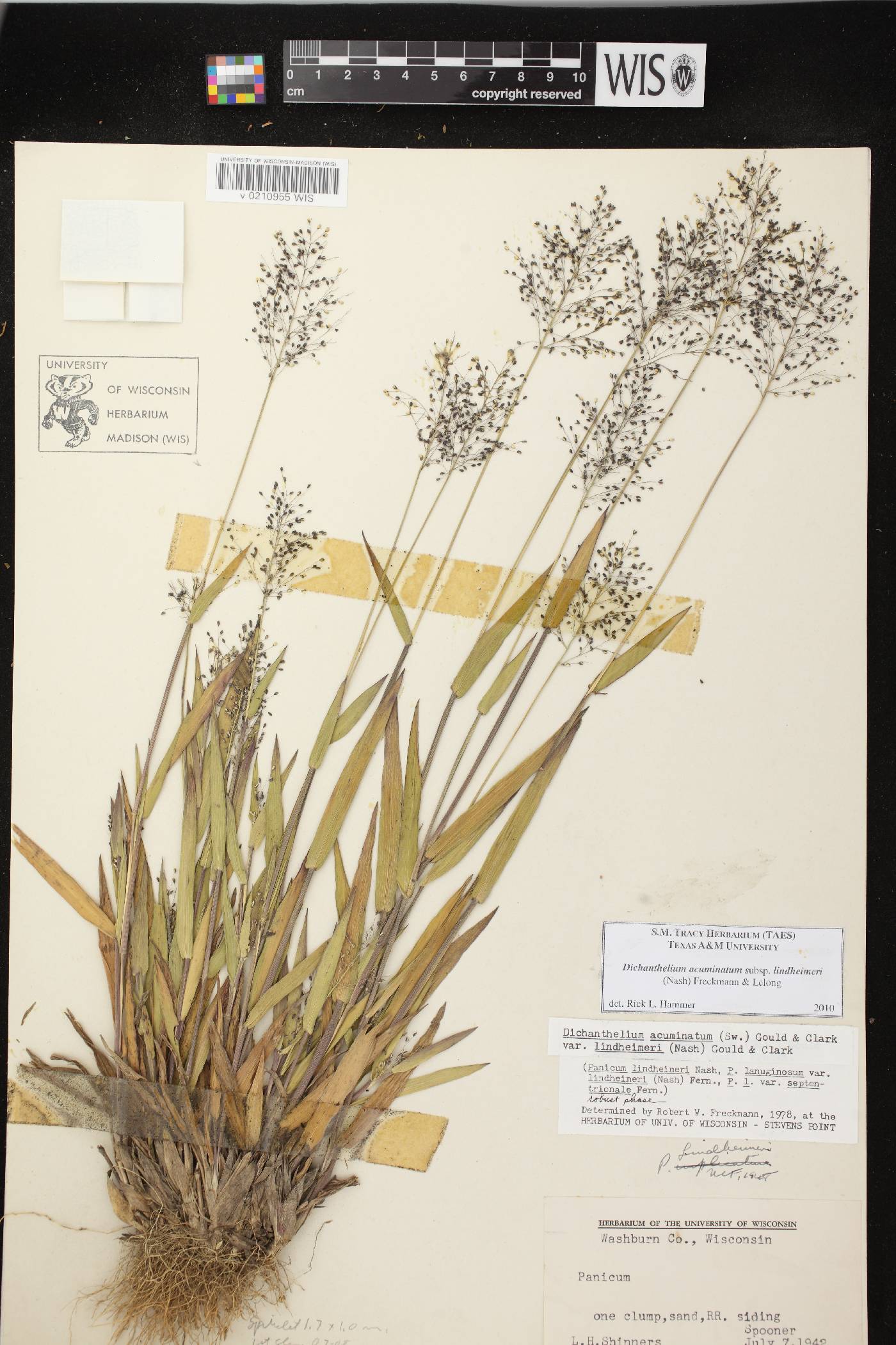 Dichanthelium acuminatum var. lindheimeri image