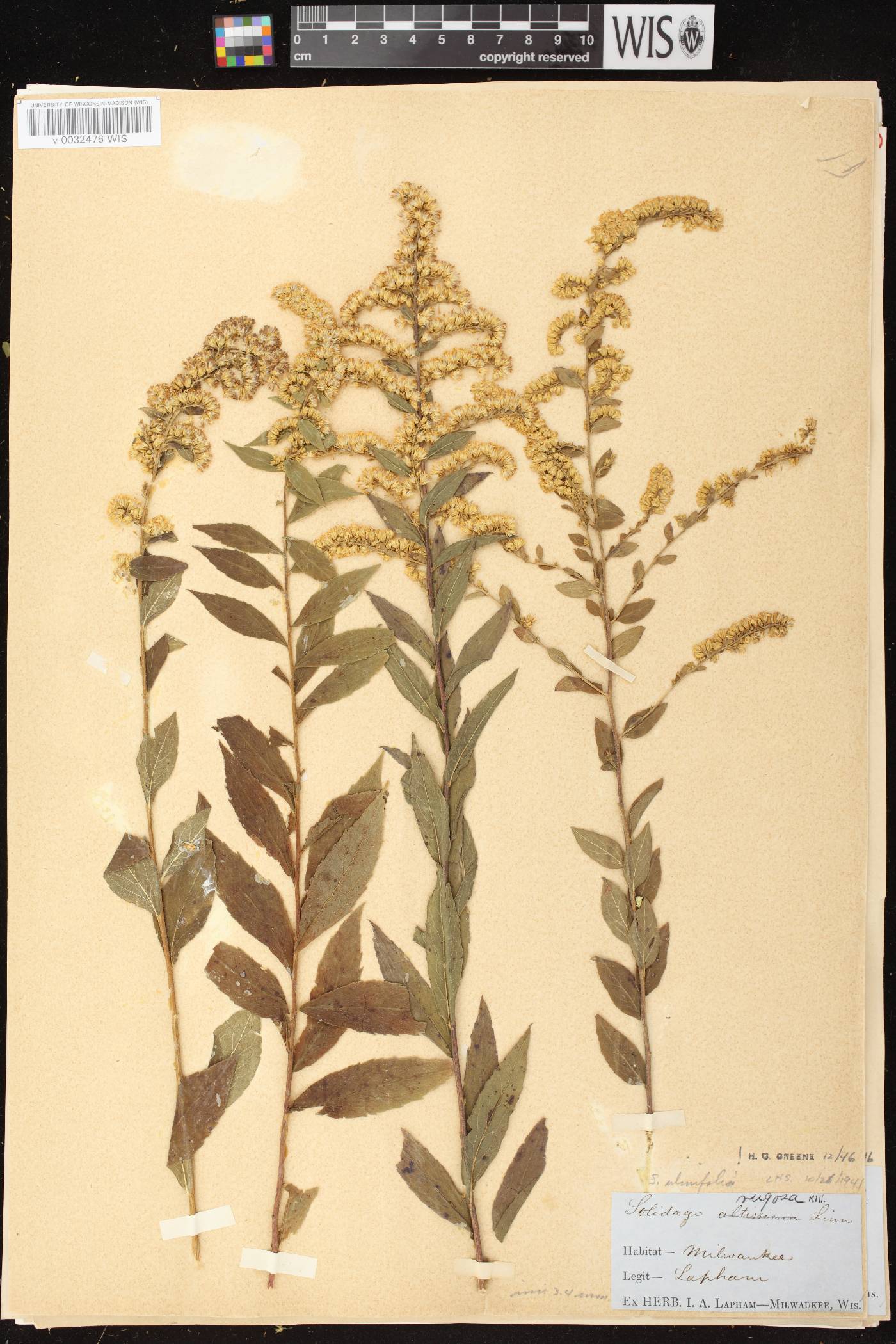 Solidago ulmifolia var. ulmifolia image