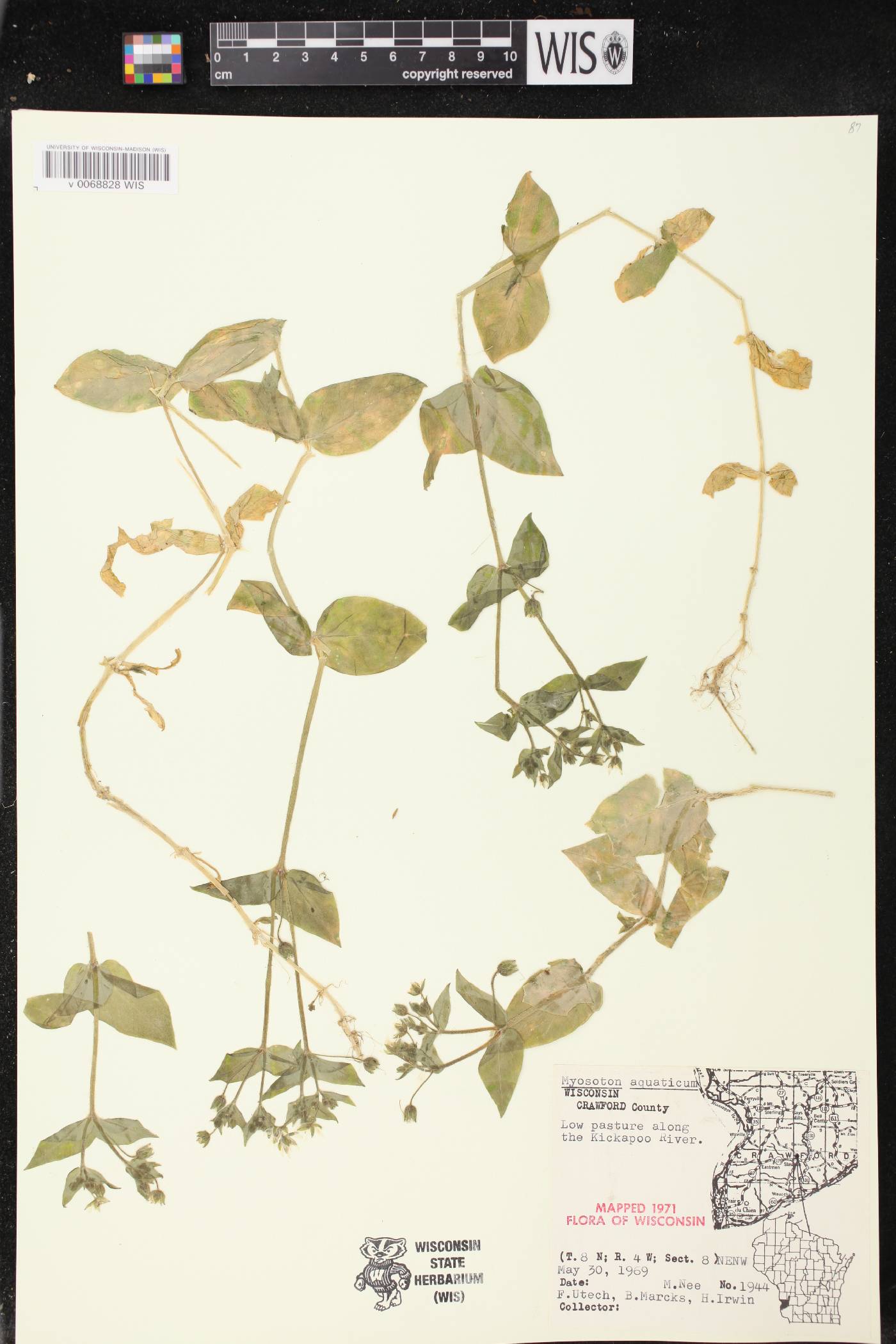 Myosoton aquaticum image