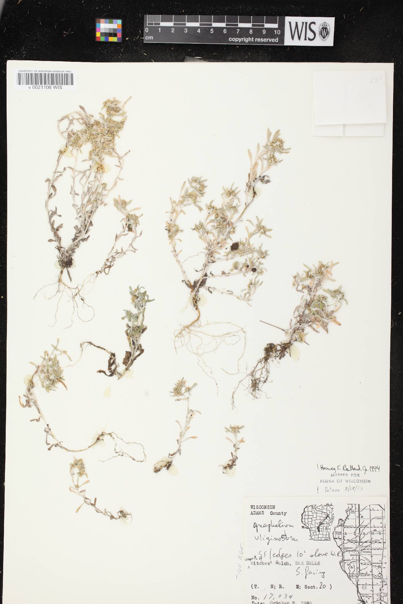 Gnaphalium uliginosum image