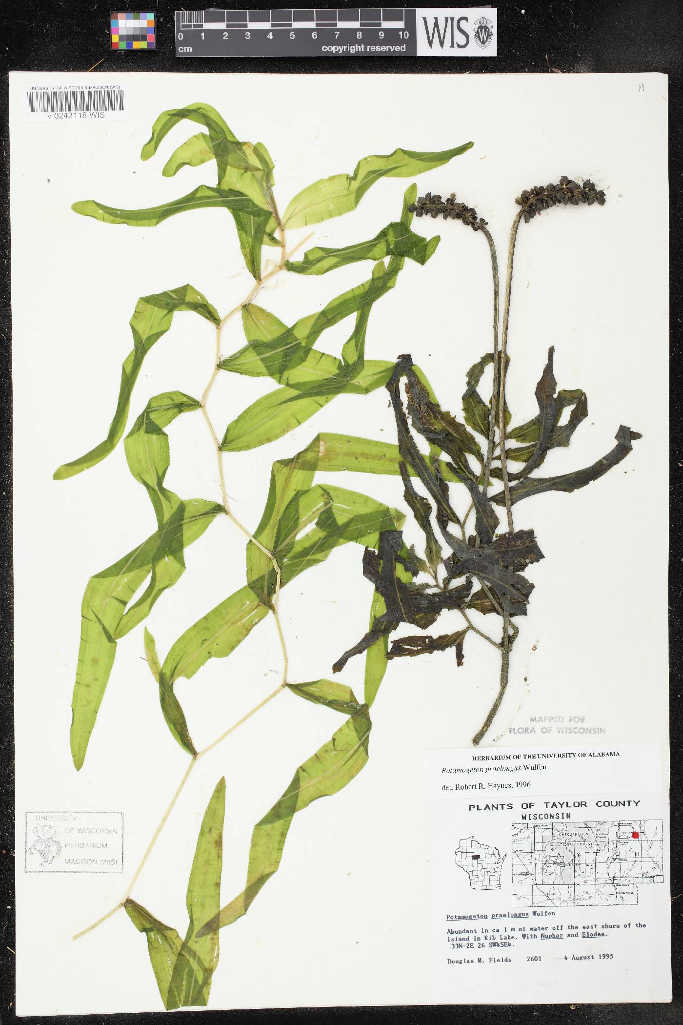 Potamogeton praelongus image