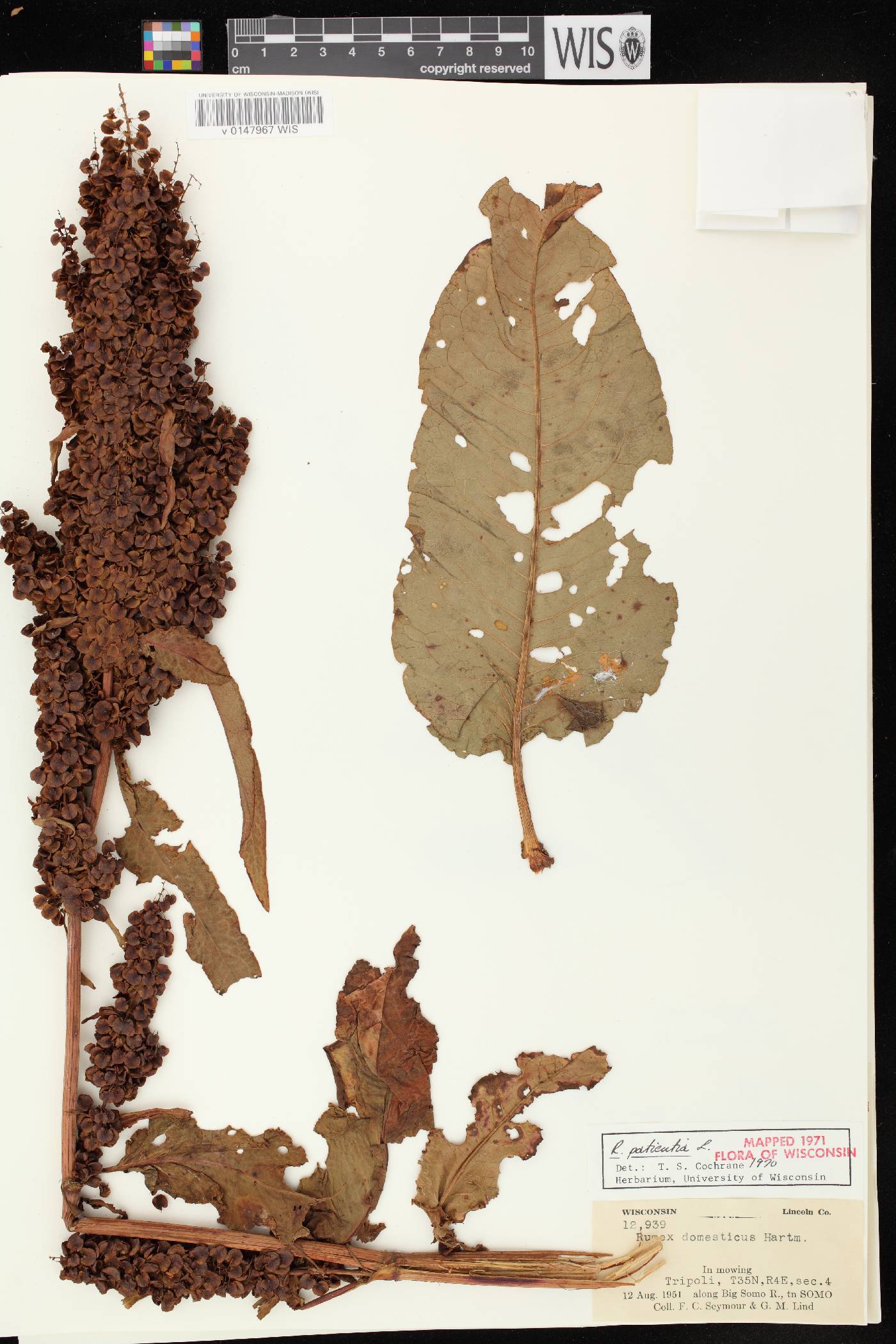 Rumex patientia image