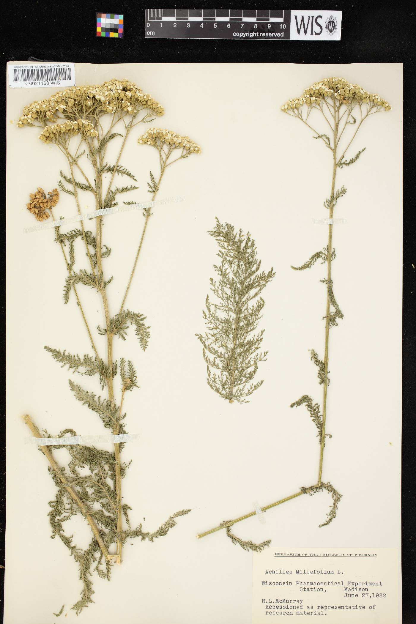 Achillea millefolium image