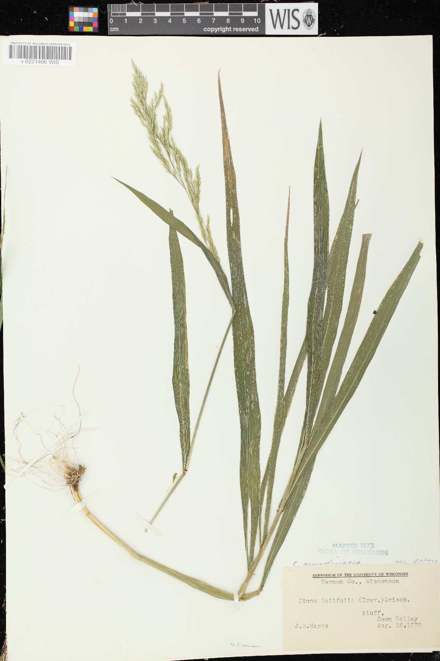 Cinna arundinacea image