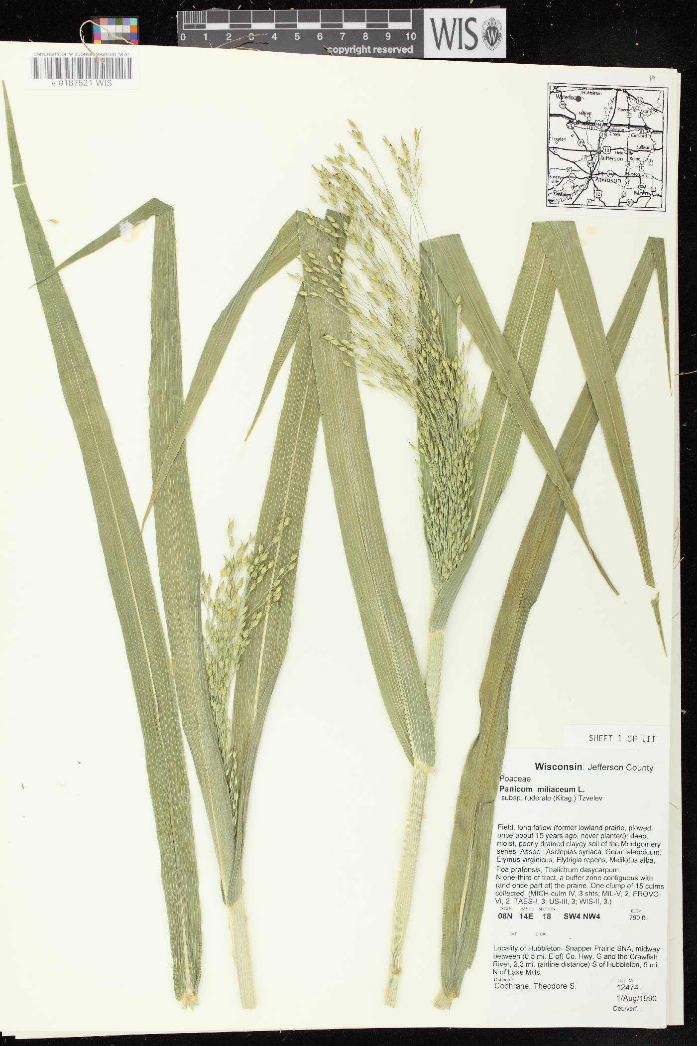 Panicum miliaceum subsp. ruderale image