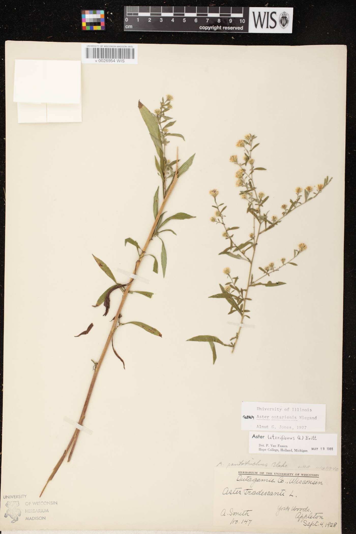 Symphyotrichum ontarionis image