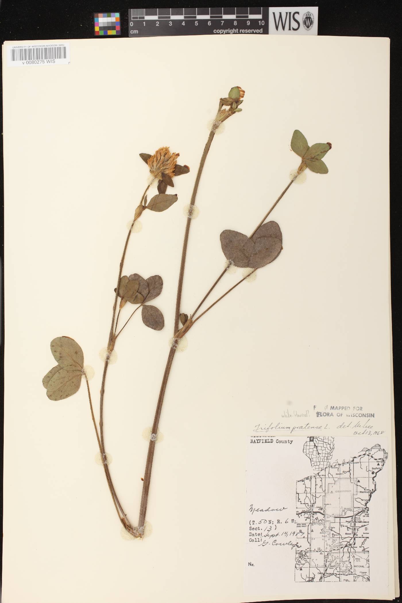 Trifolium pratense image