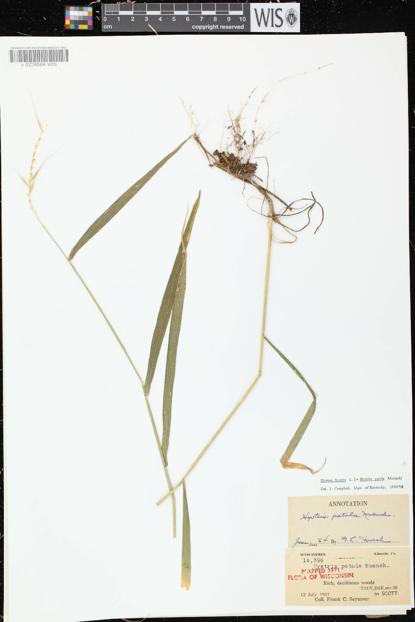 Elymus hystrix var. hystrix image