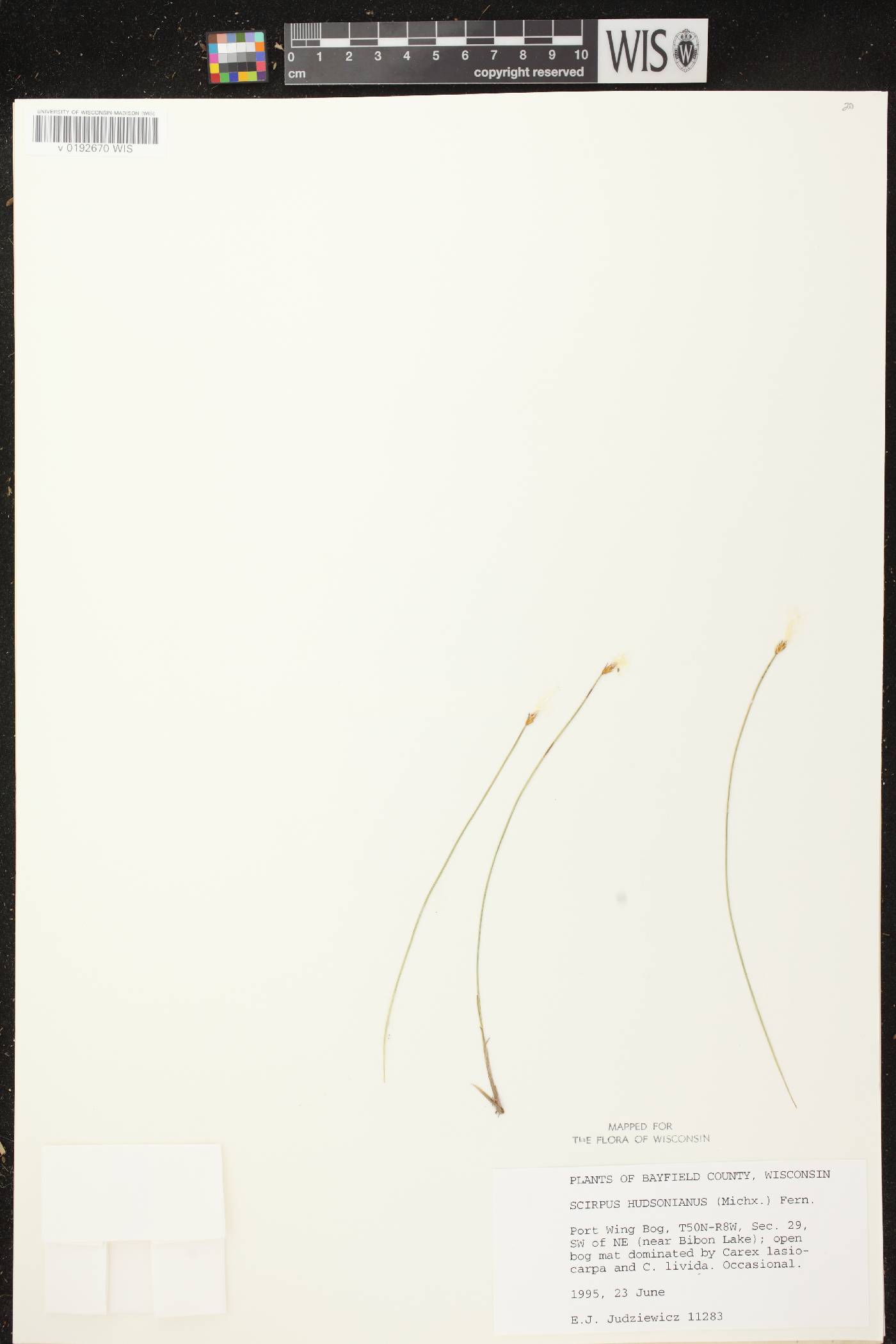 Trichophorum alpinum image