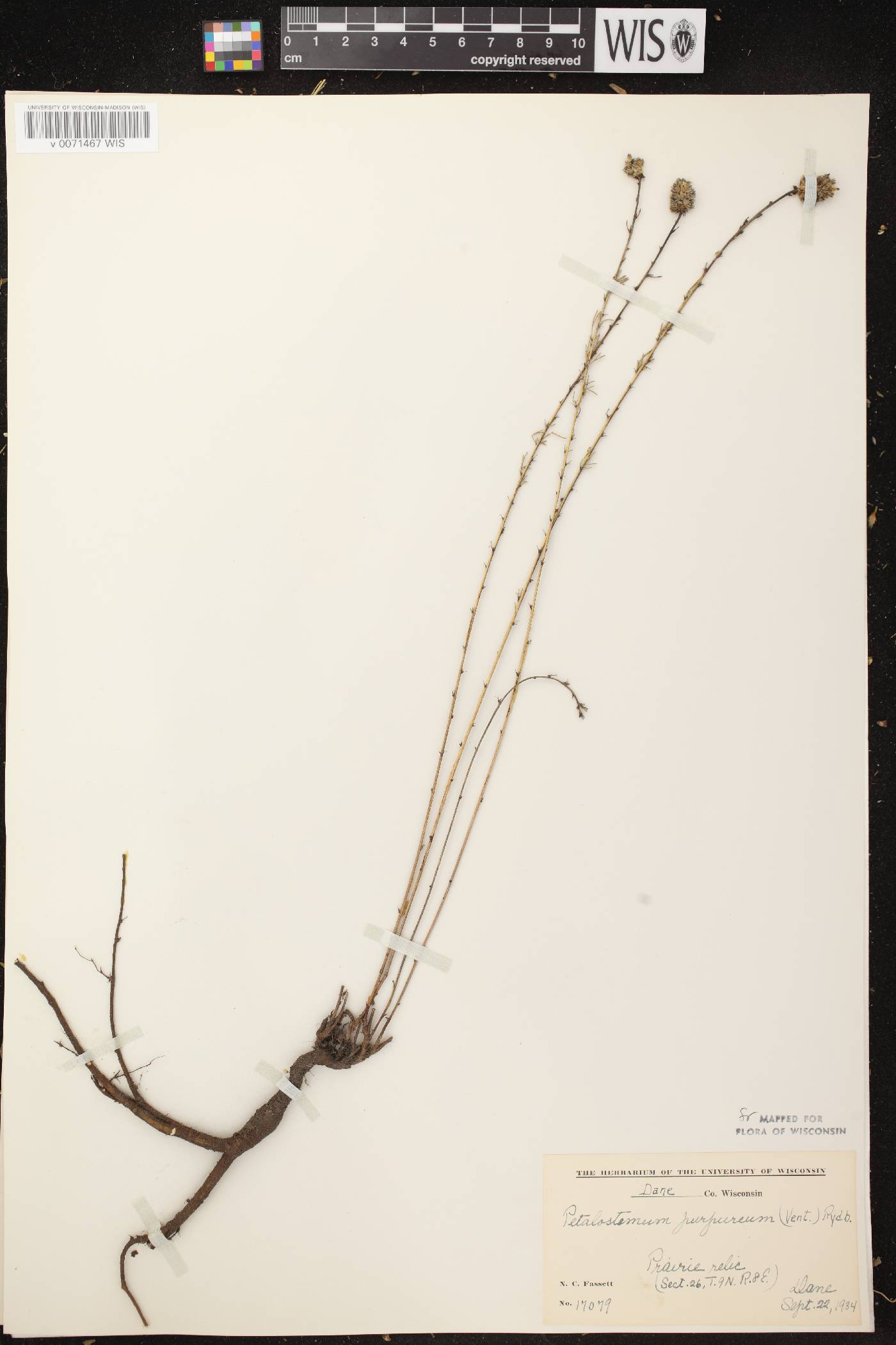 Dalea purpurea var. purpurea image