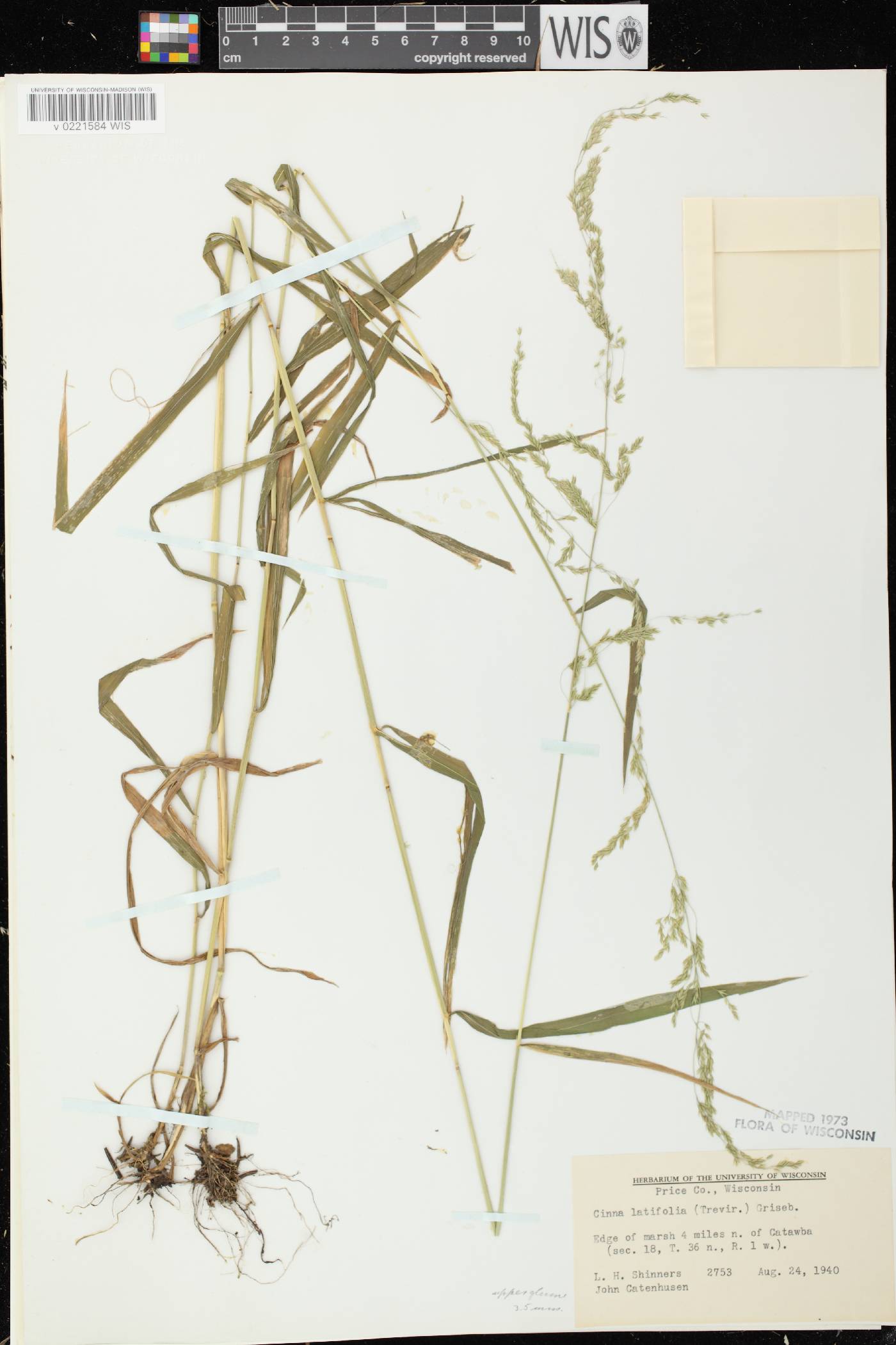 Cinna latifolia image