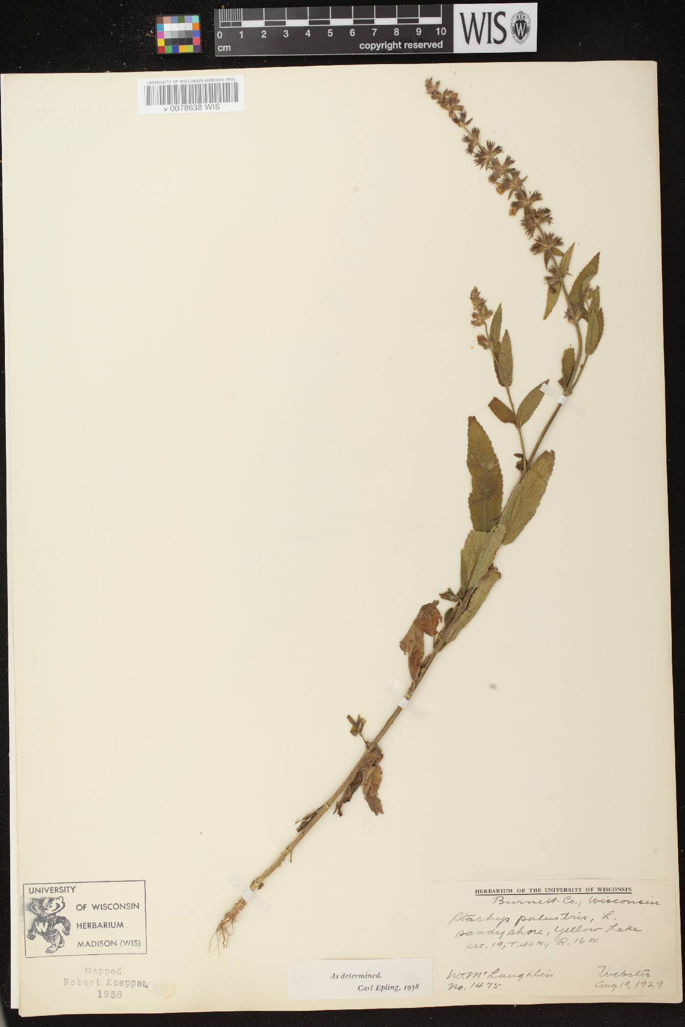 Stachys palustris image
