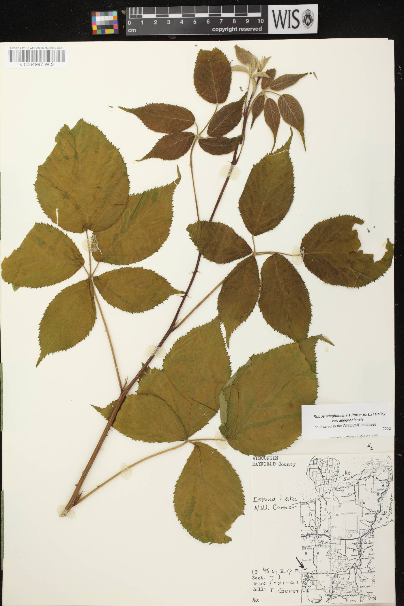 Rubus allegheniensis image