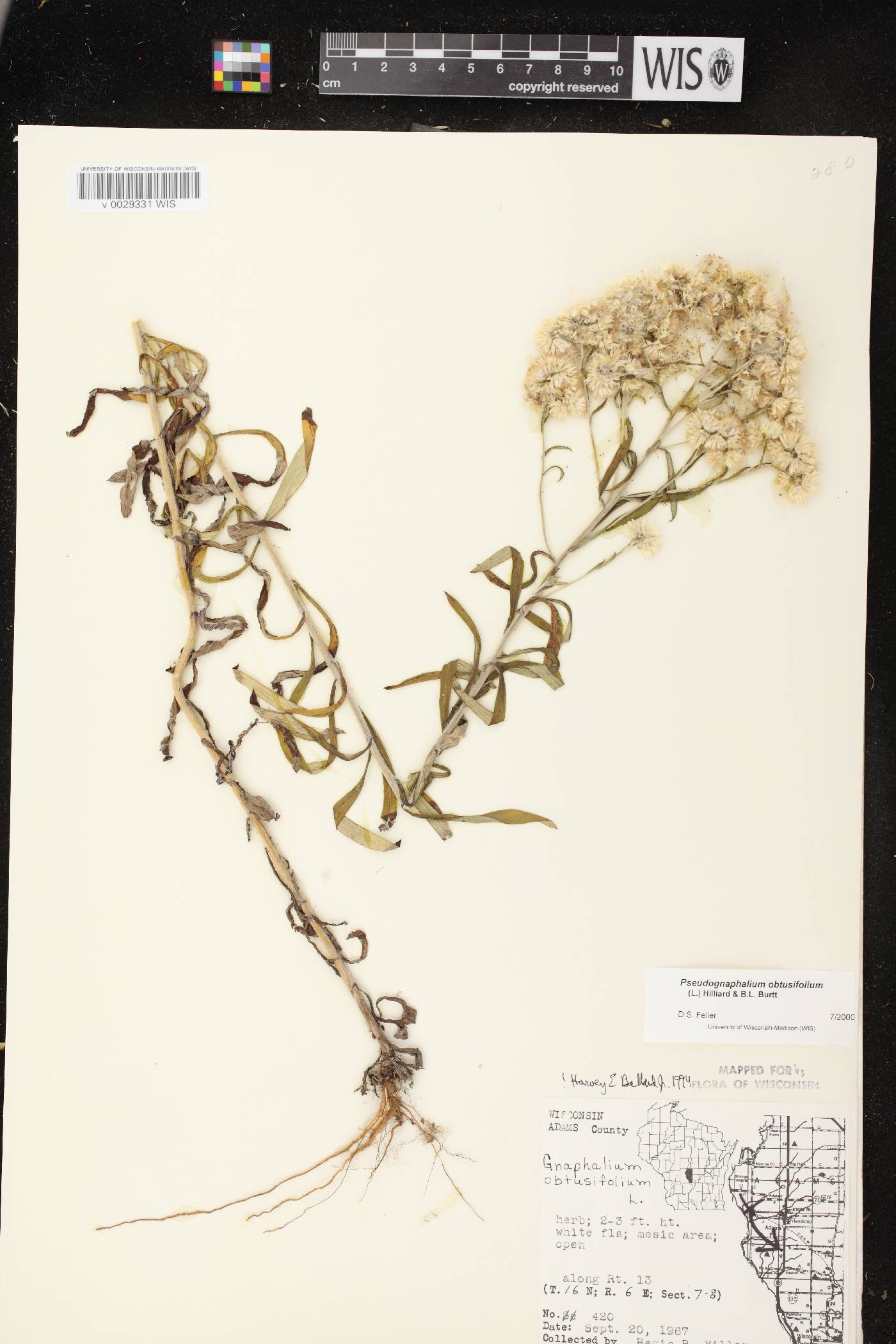 Pseudognaphalium obtusifolium image