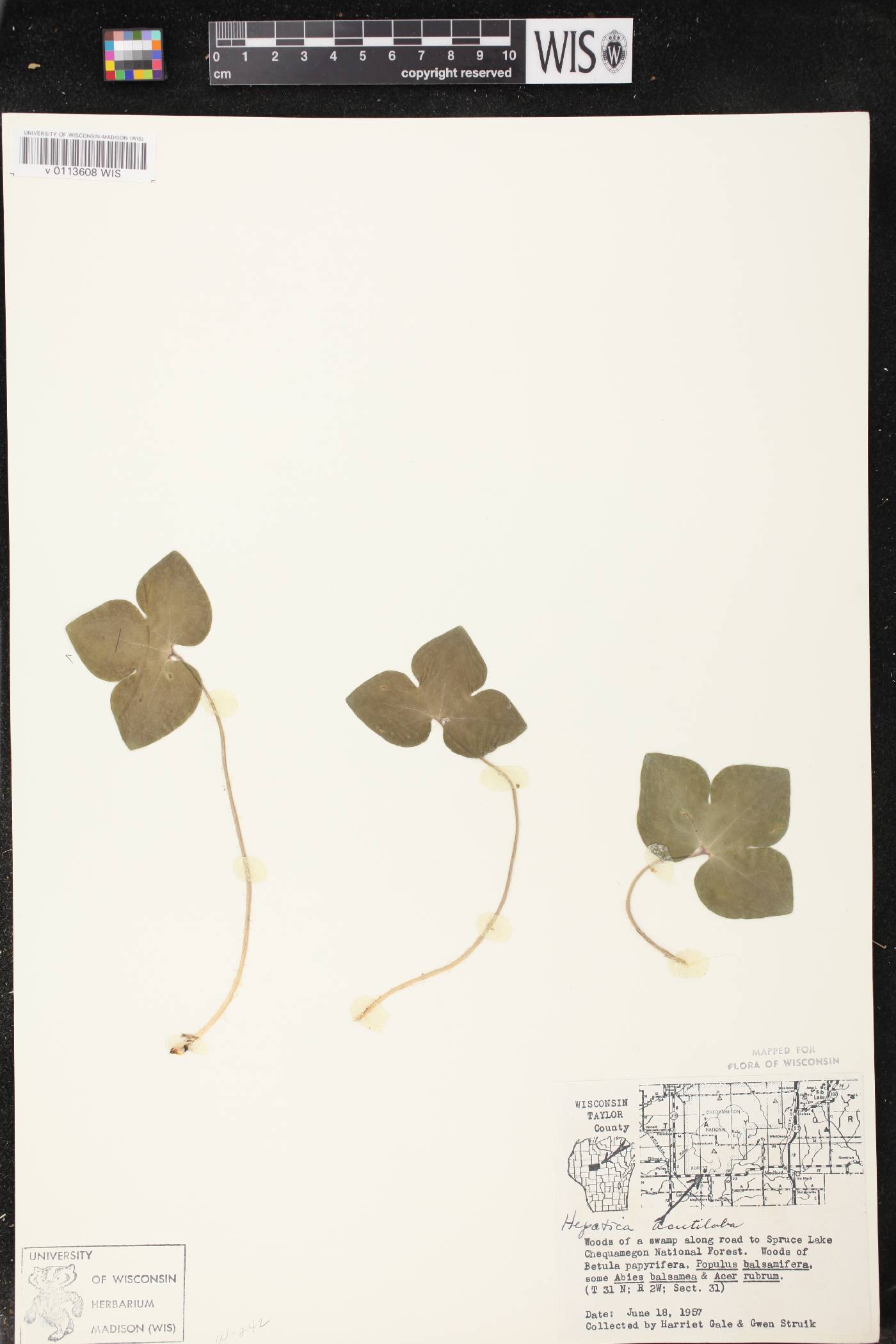 Anemone acutiloba image