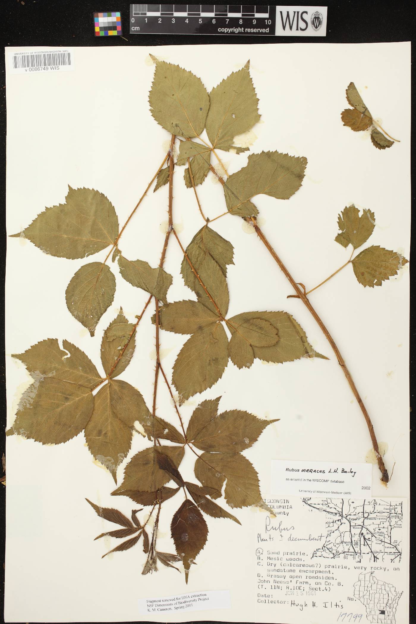 Rubus flagellaris image