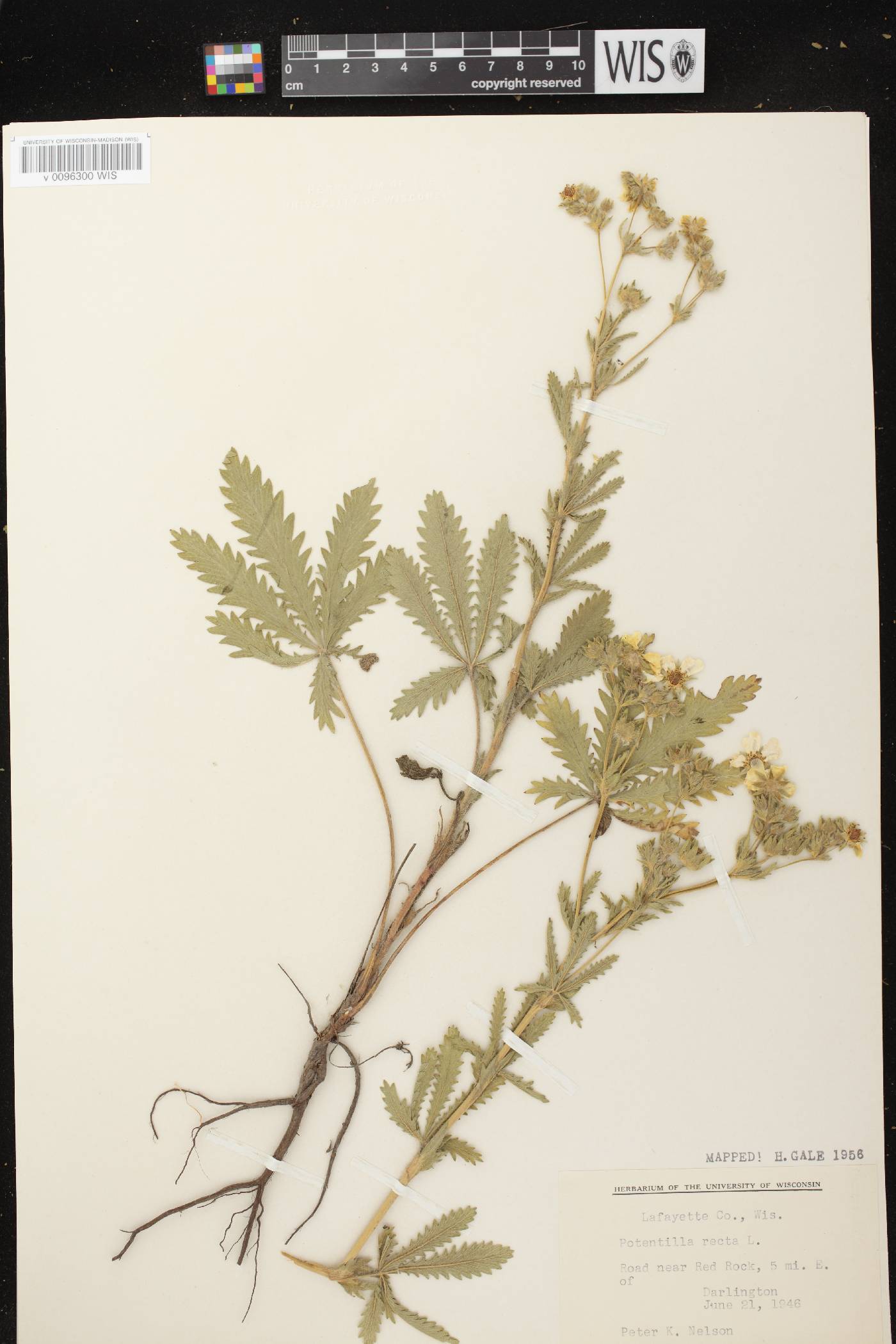 Potentilla recta image