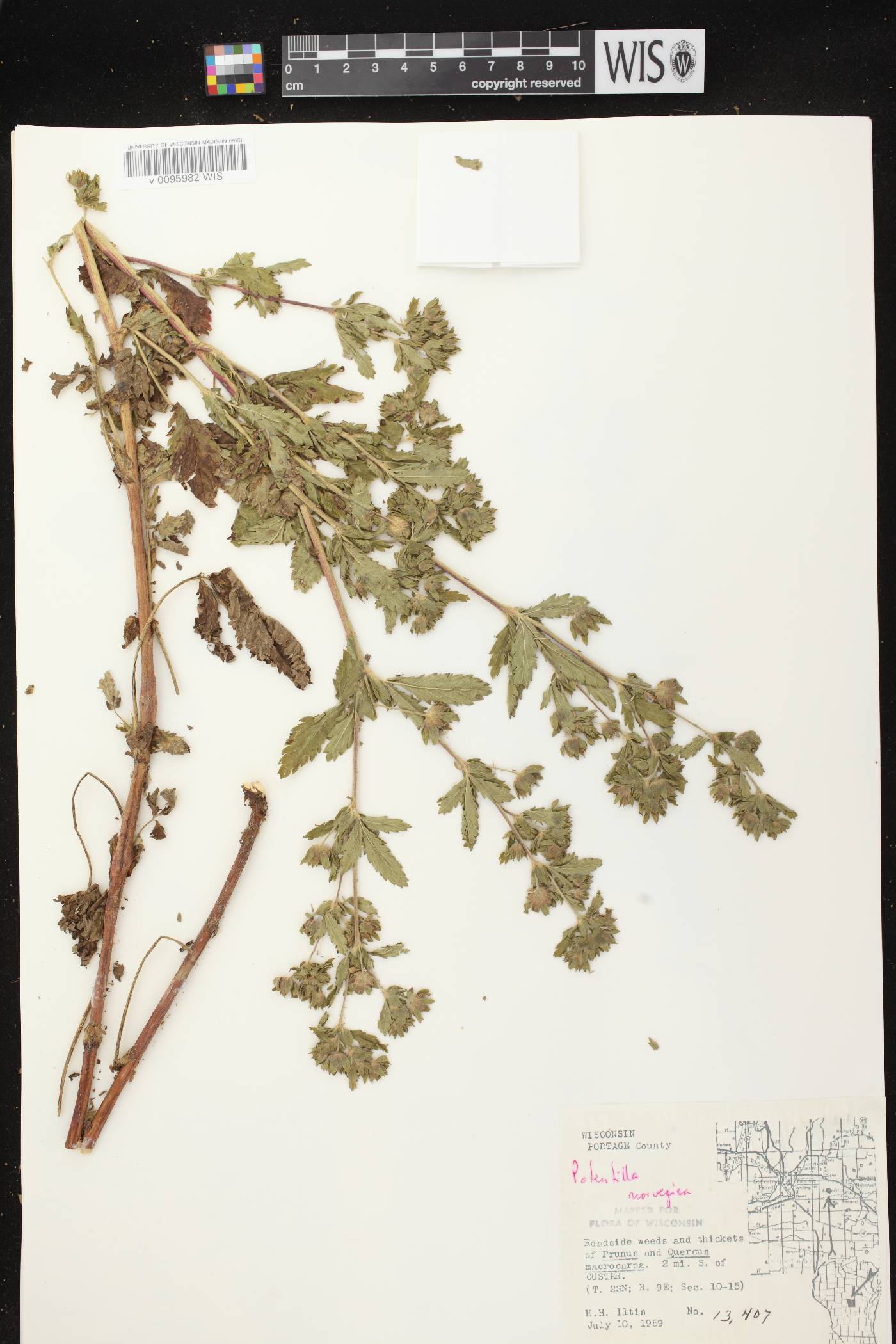 Potentilla norvegica image