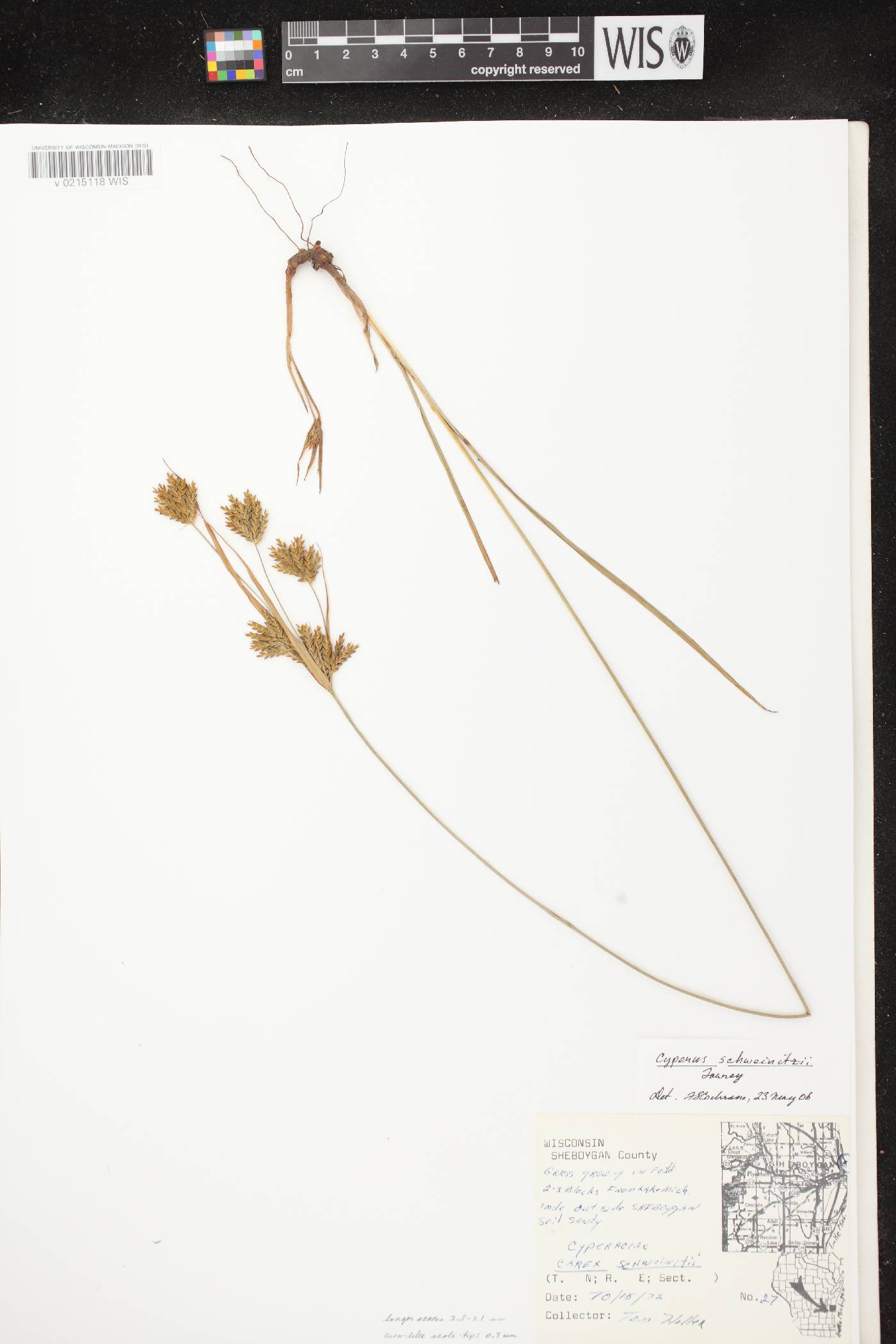 Cyperus schweinitzii image