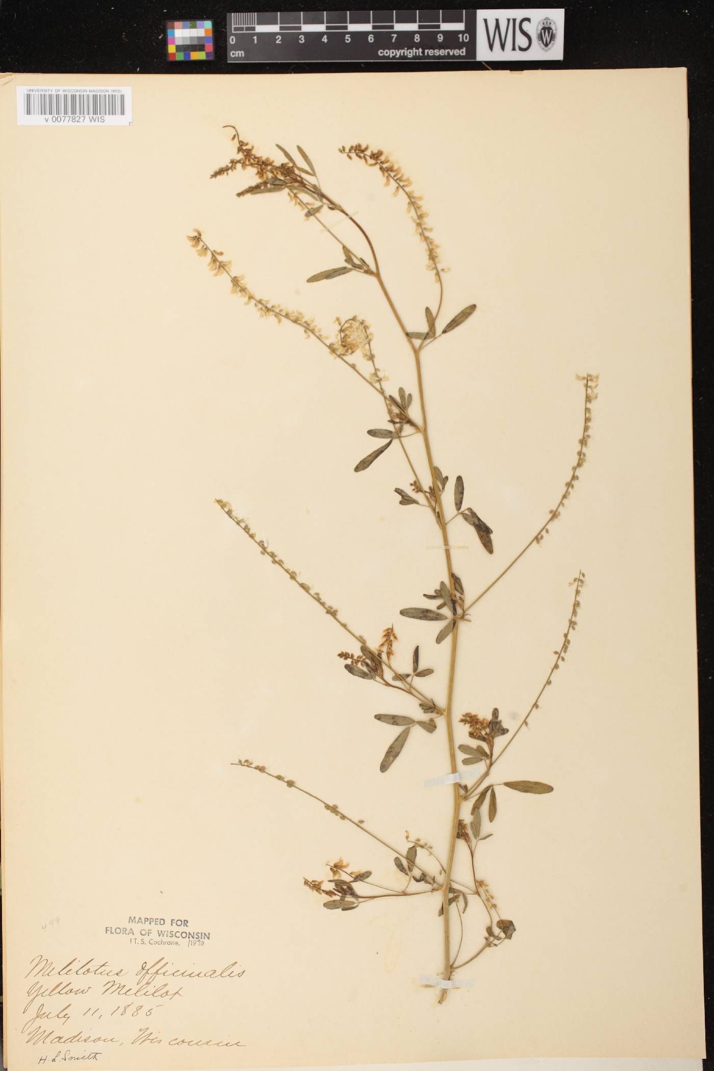 Melilotus officinalis image