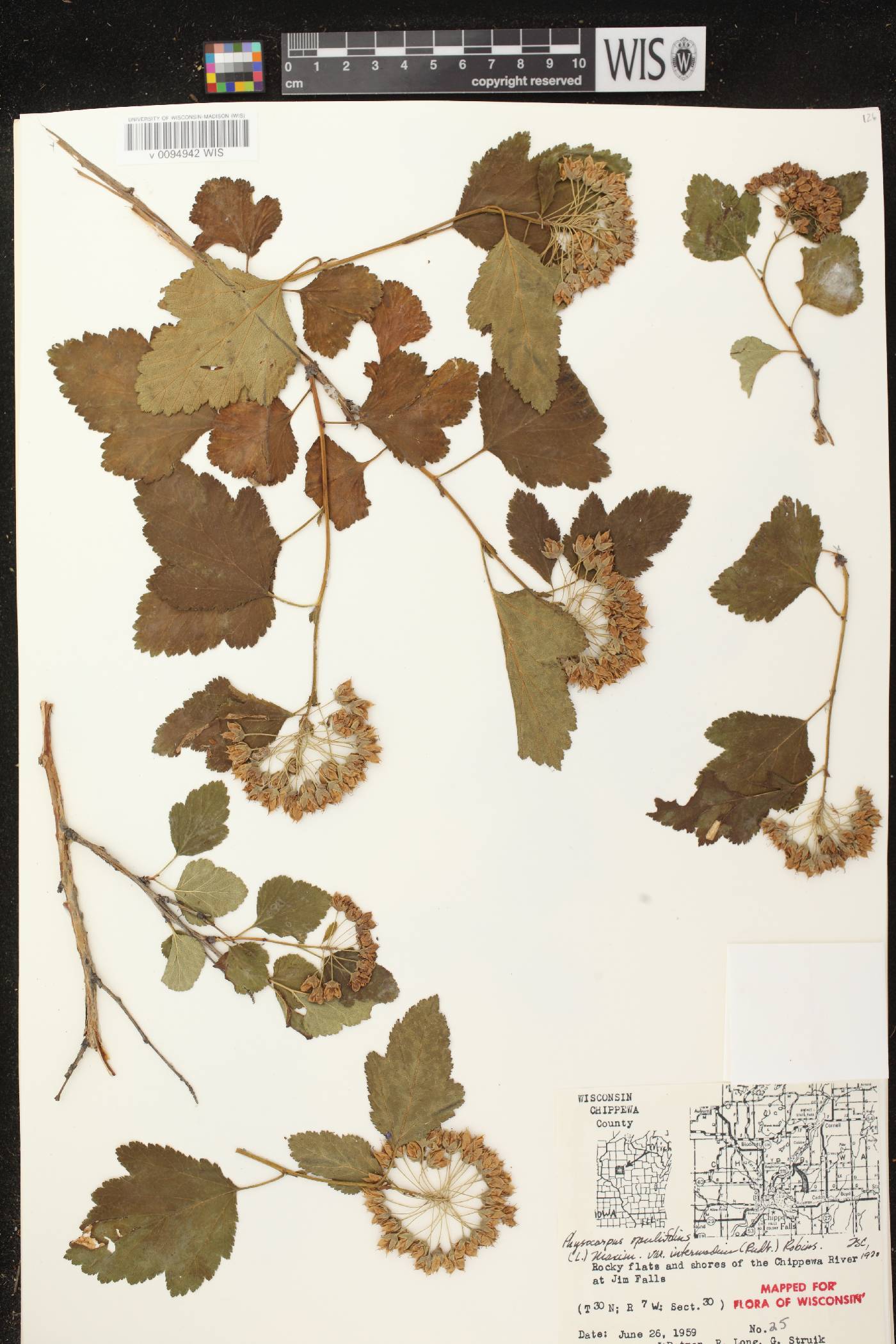 Physocarpus intermedius image