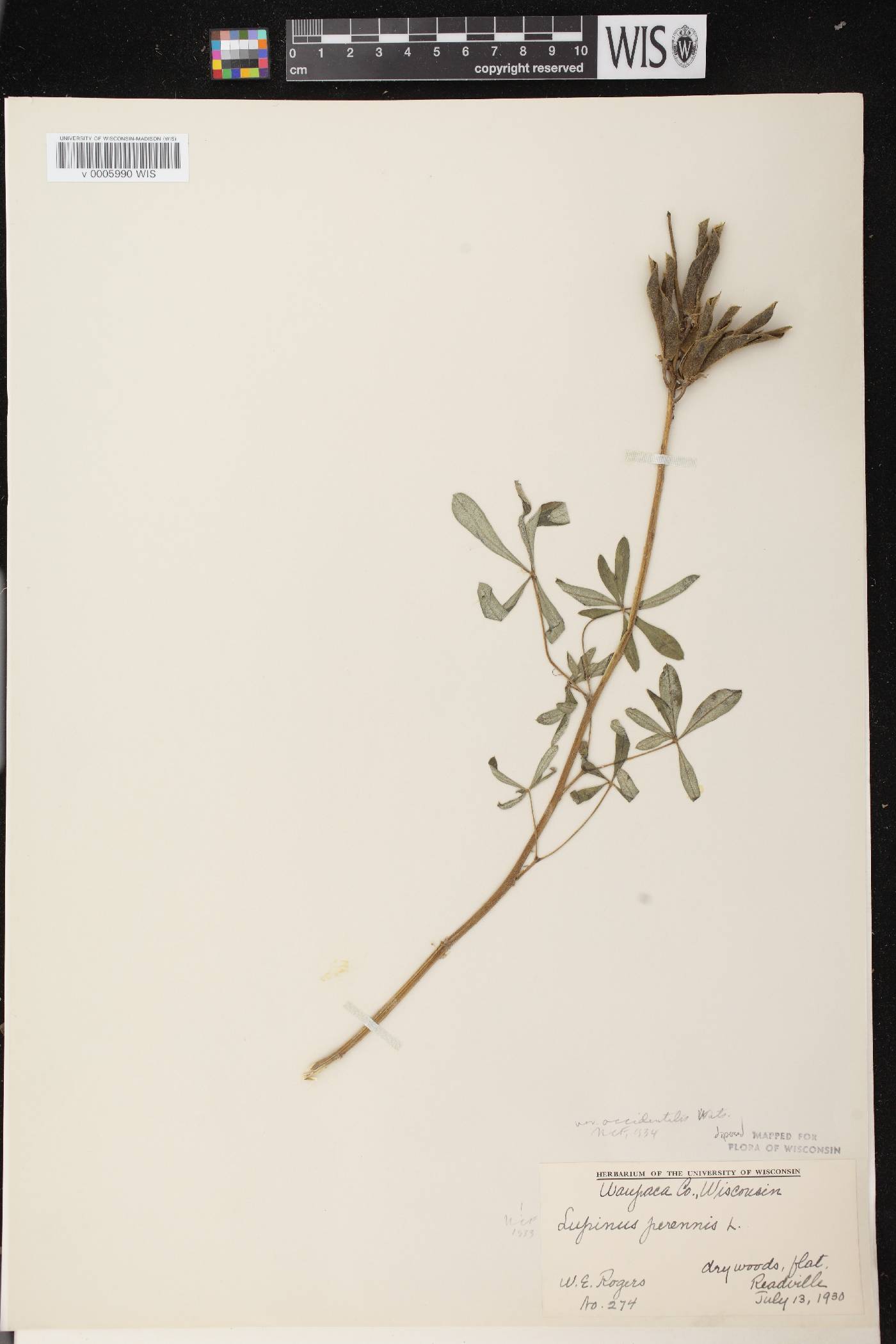 Lupinus perennis var. occidentalis image