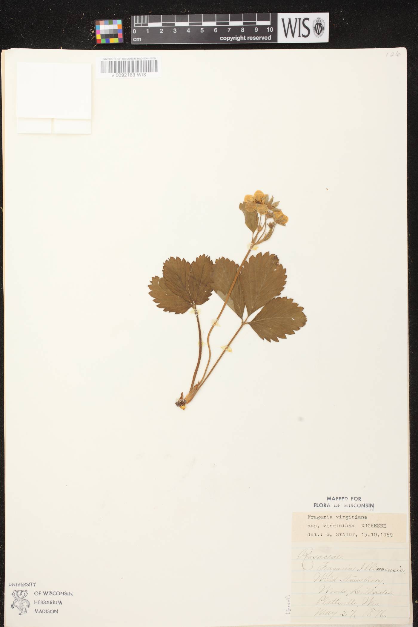 Fragaria virginiana image