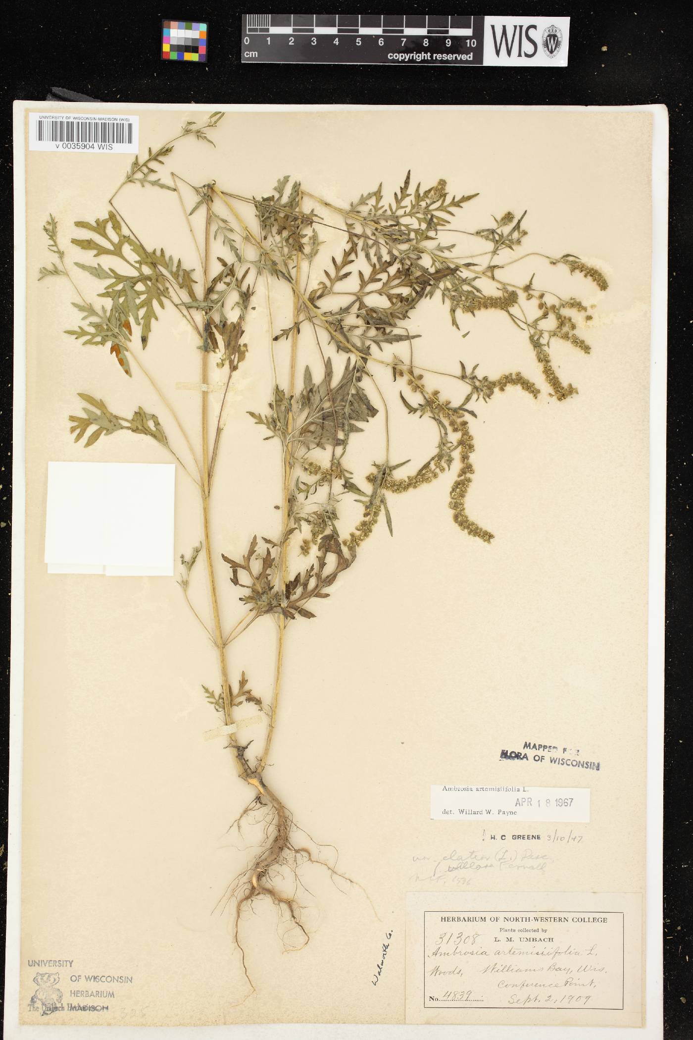 Ambrosia artemisiifolia image