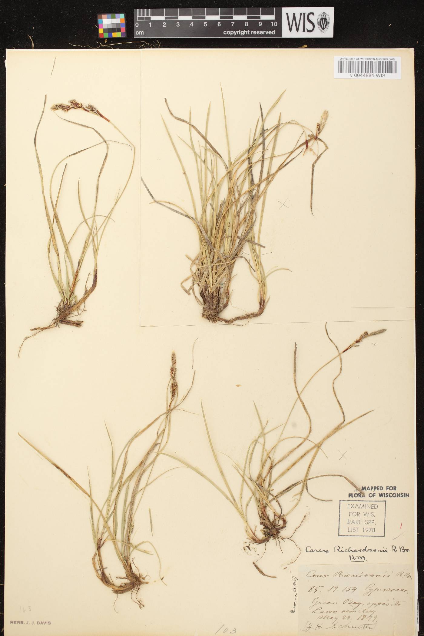 Carex richardsonii image