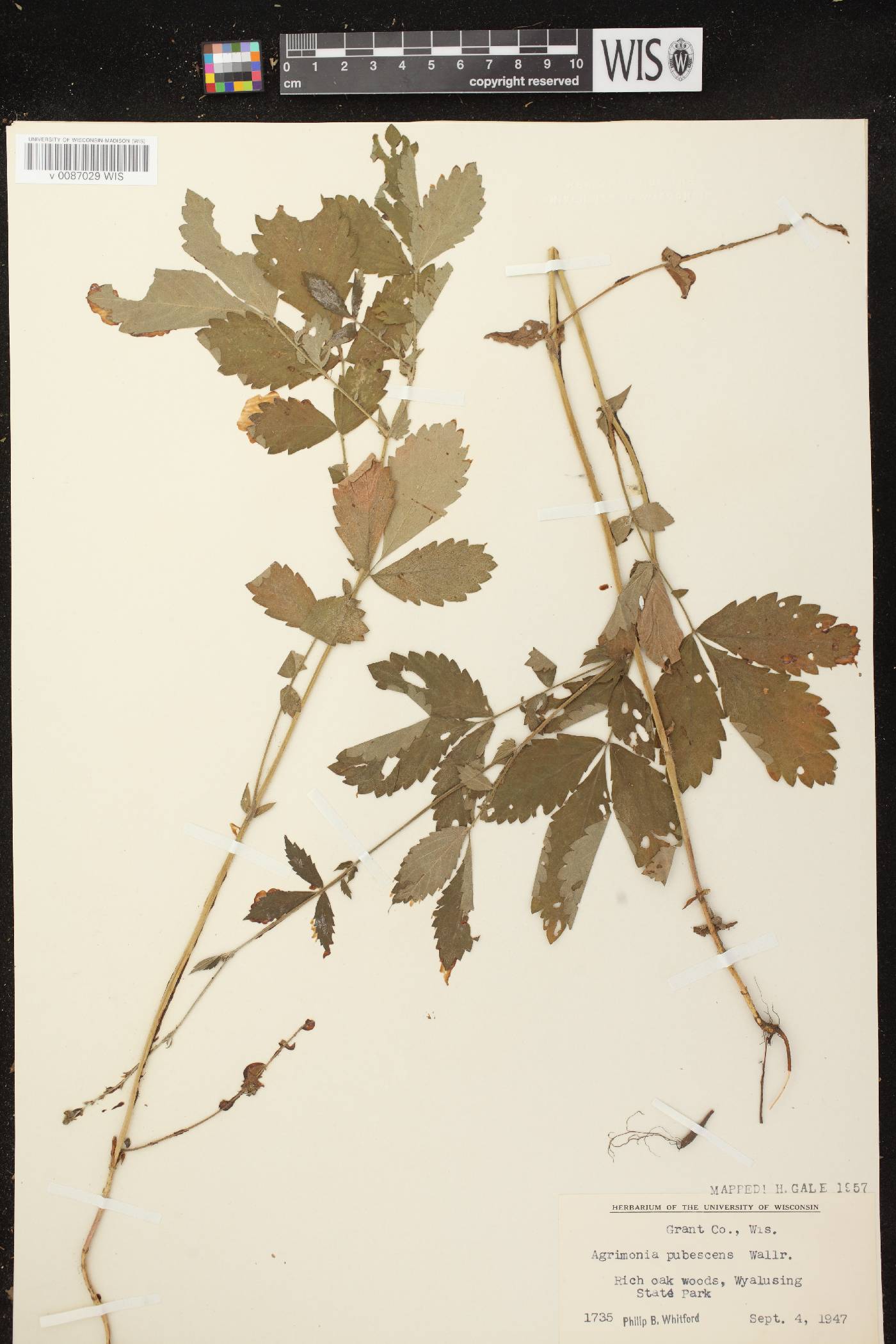 Agrimonia pubescens image