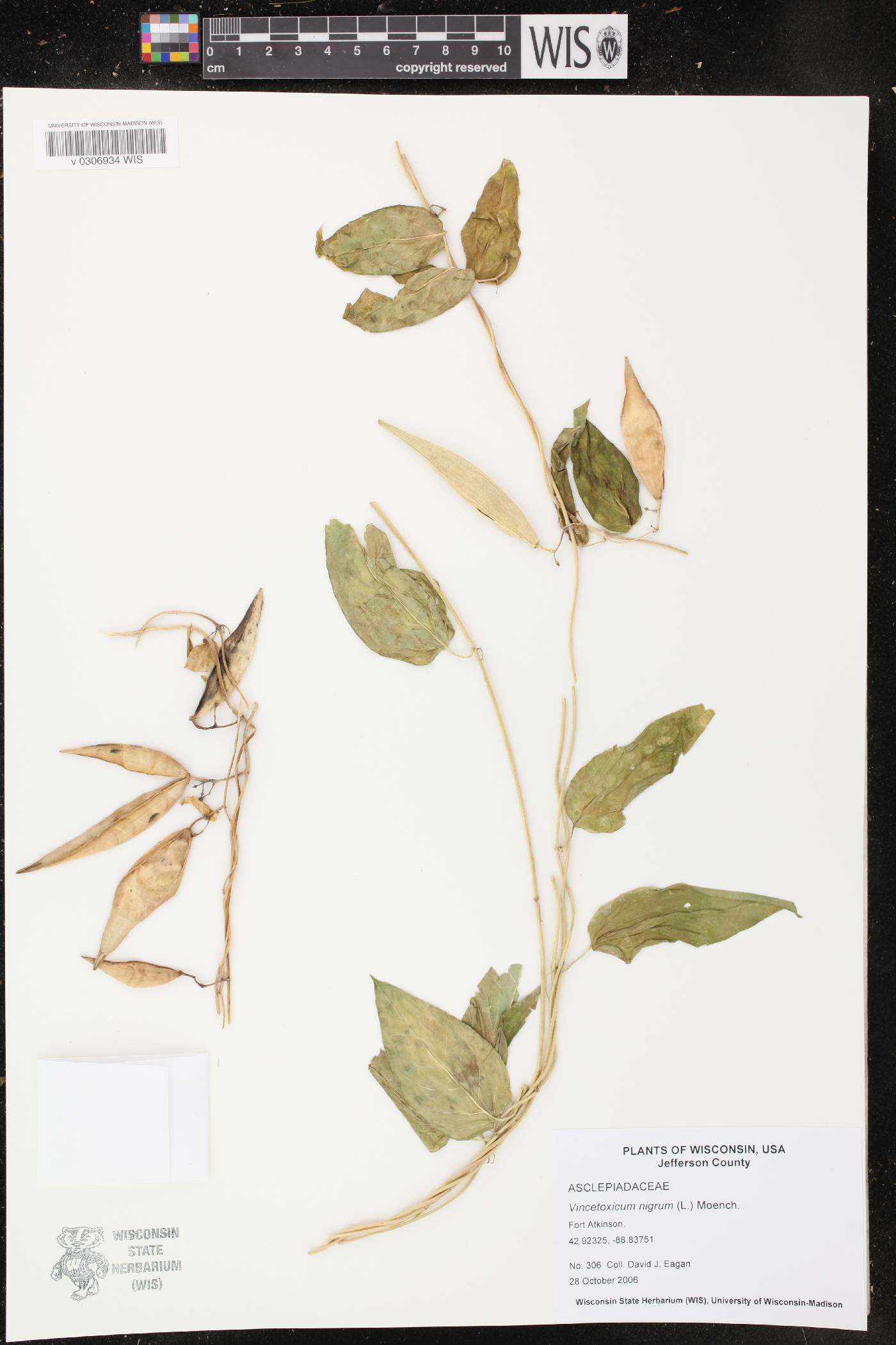 Vincetoxicum nigrum image