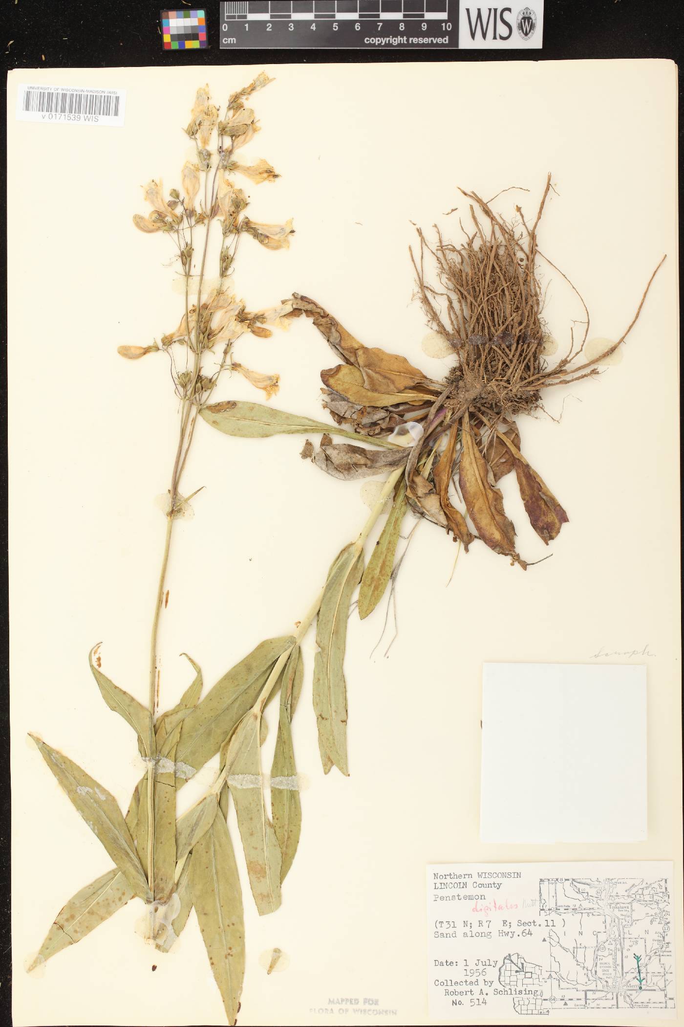 Penstemon digitalis image