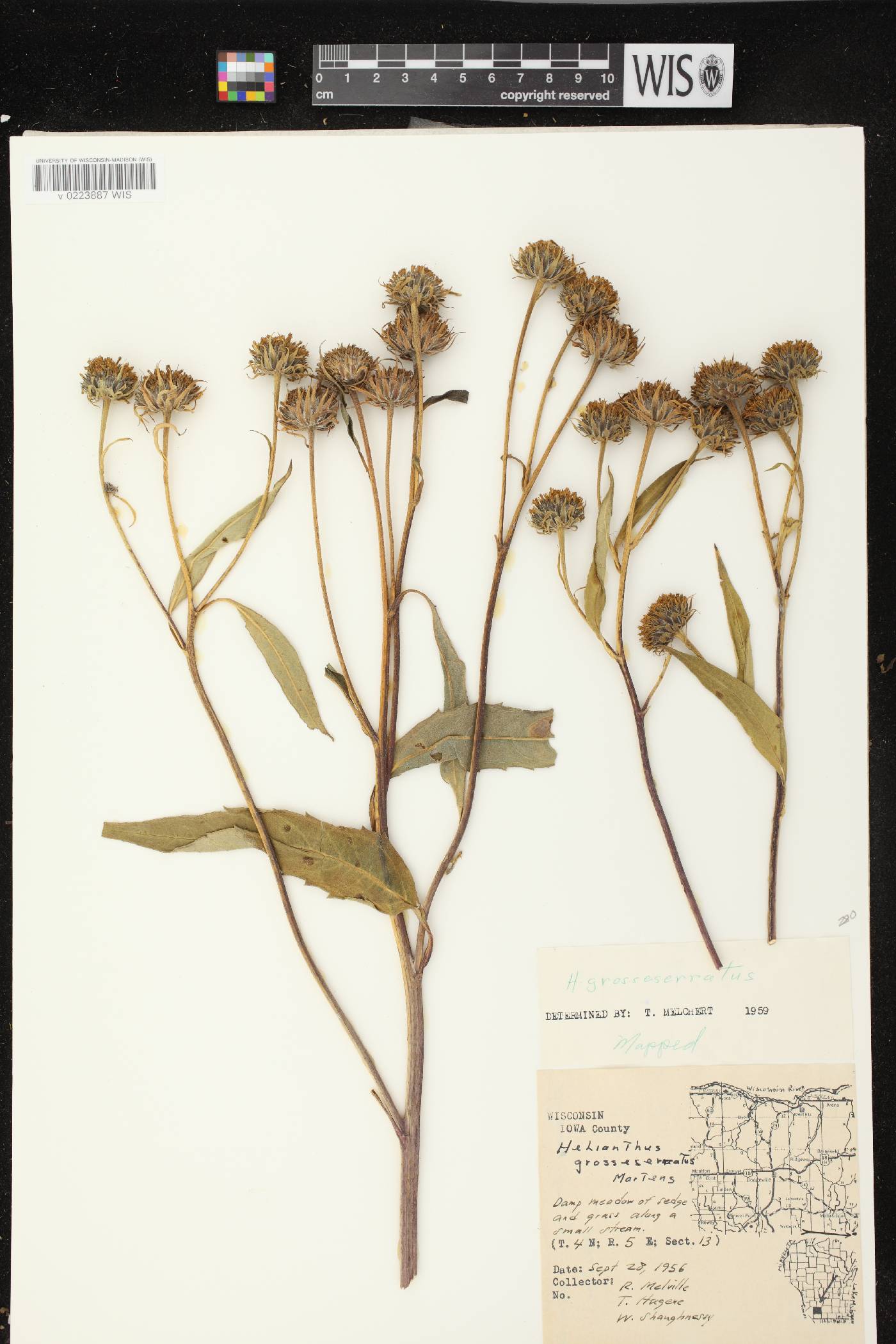 Helianthus grosseserratus image