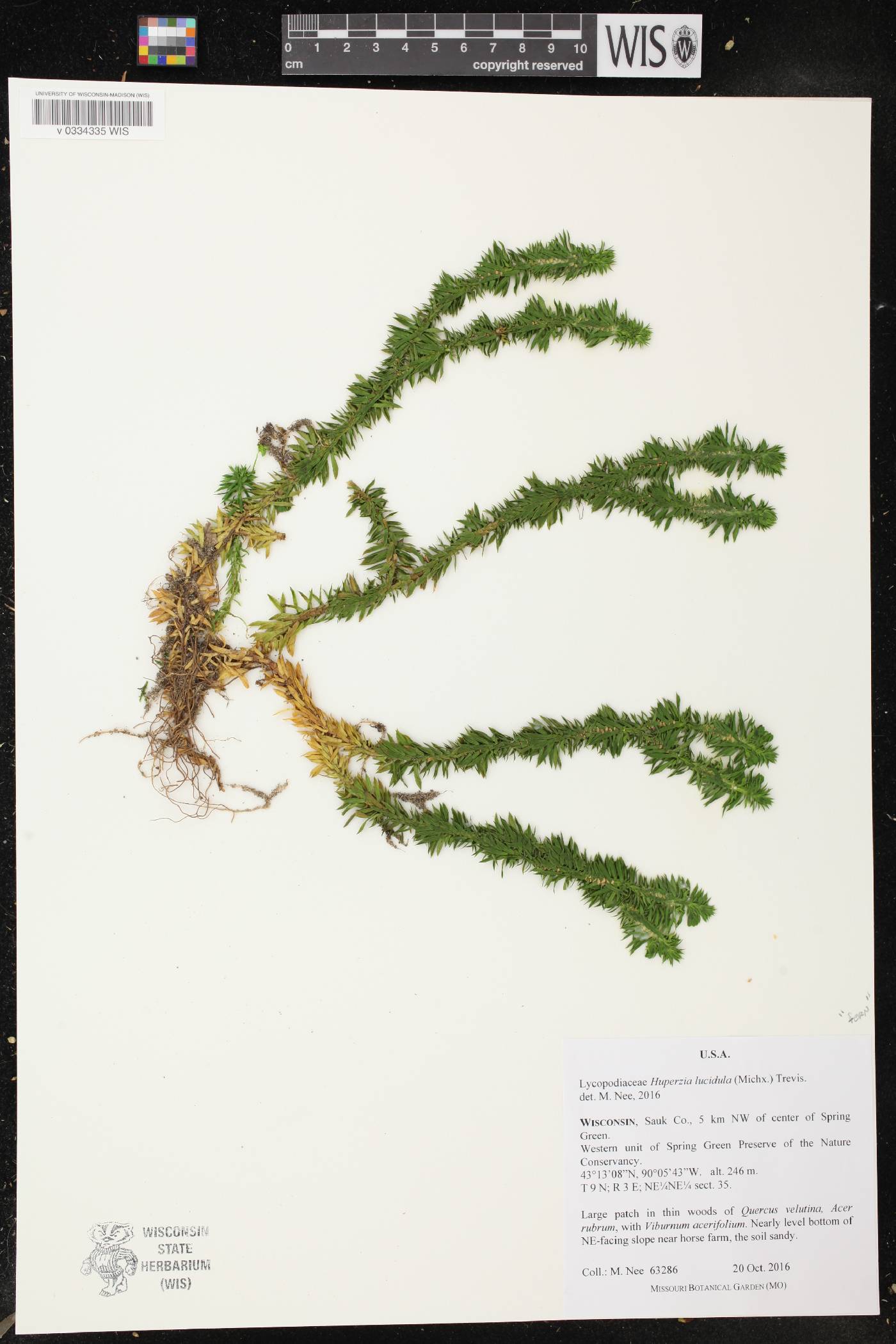Huperzia lucidula image
