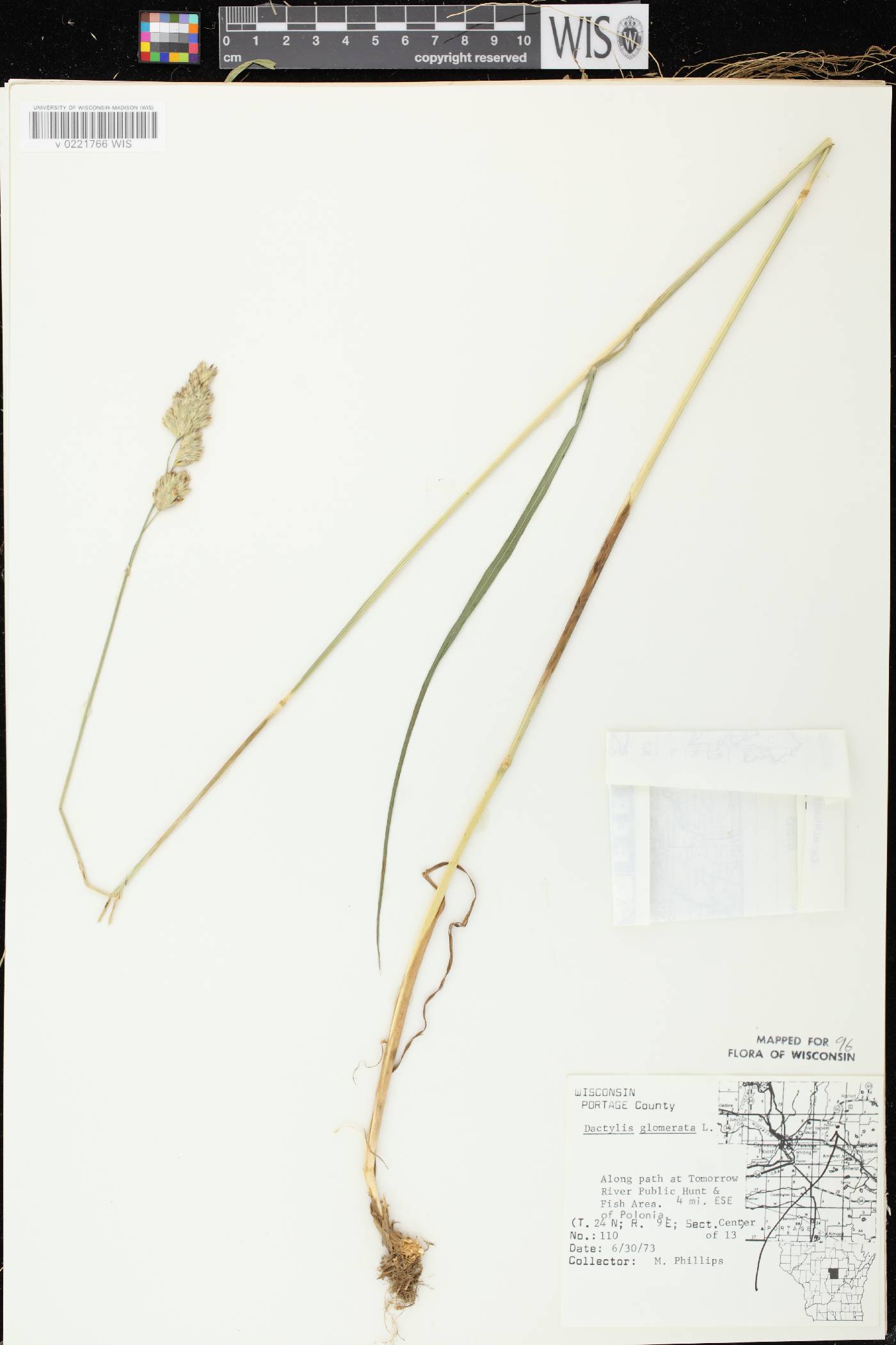 Dactylis glomerata image