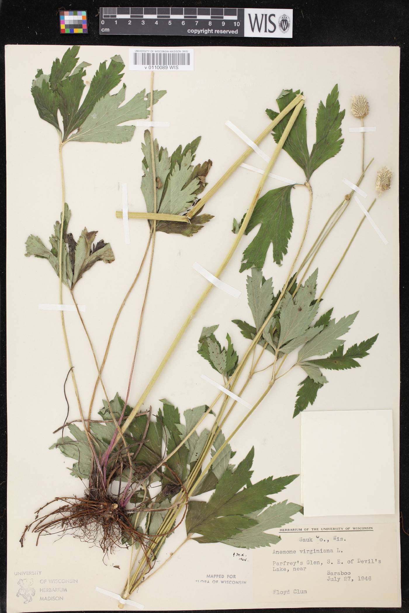 Anemone virginiana image