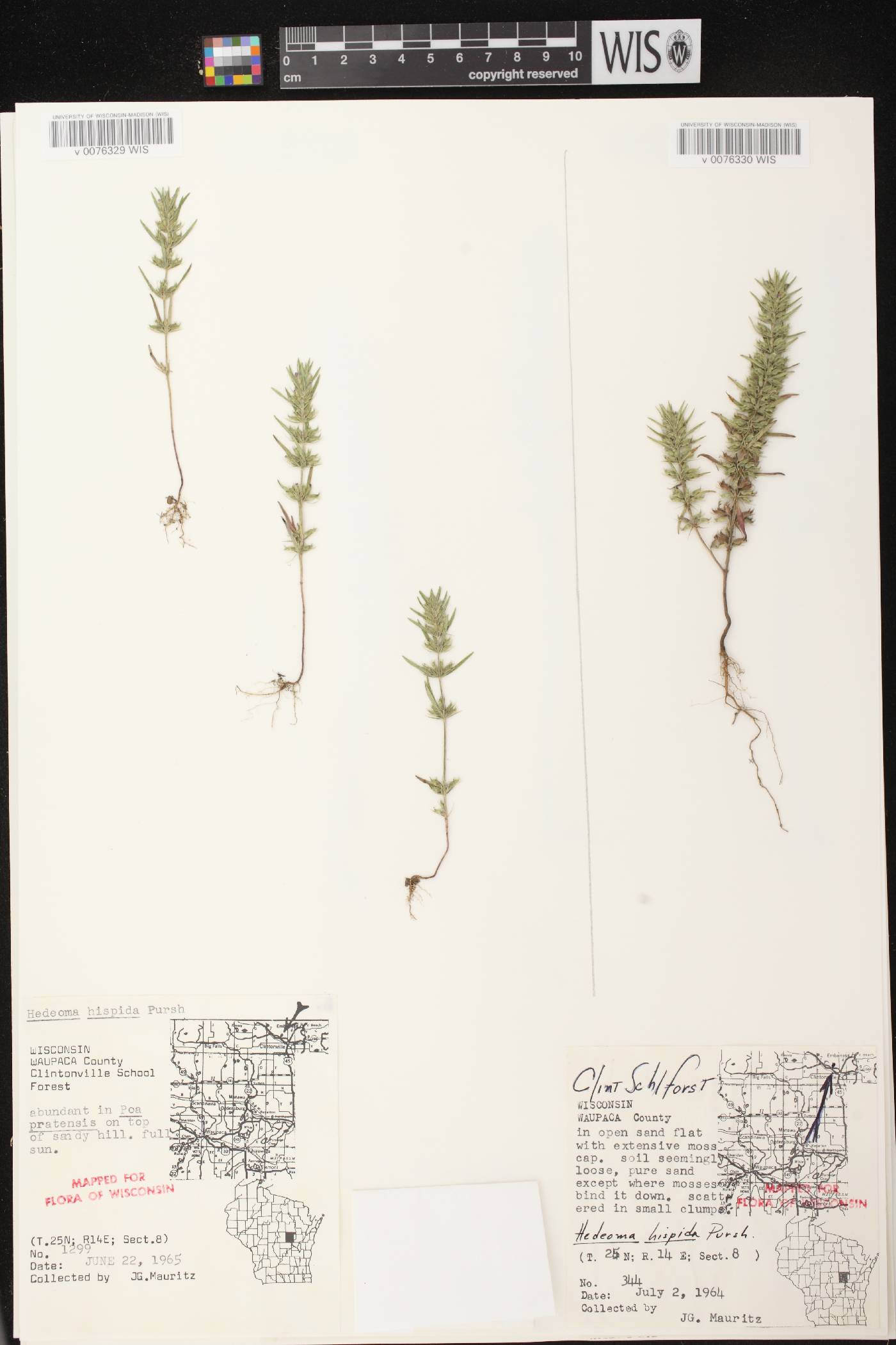 Hedeoma hispida image