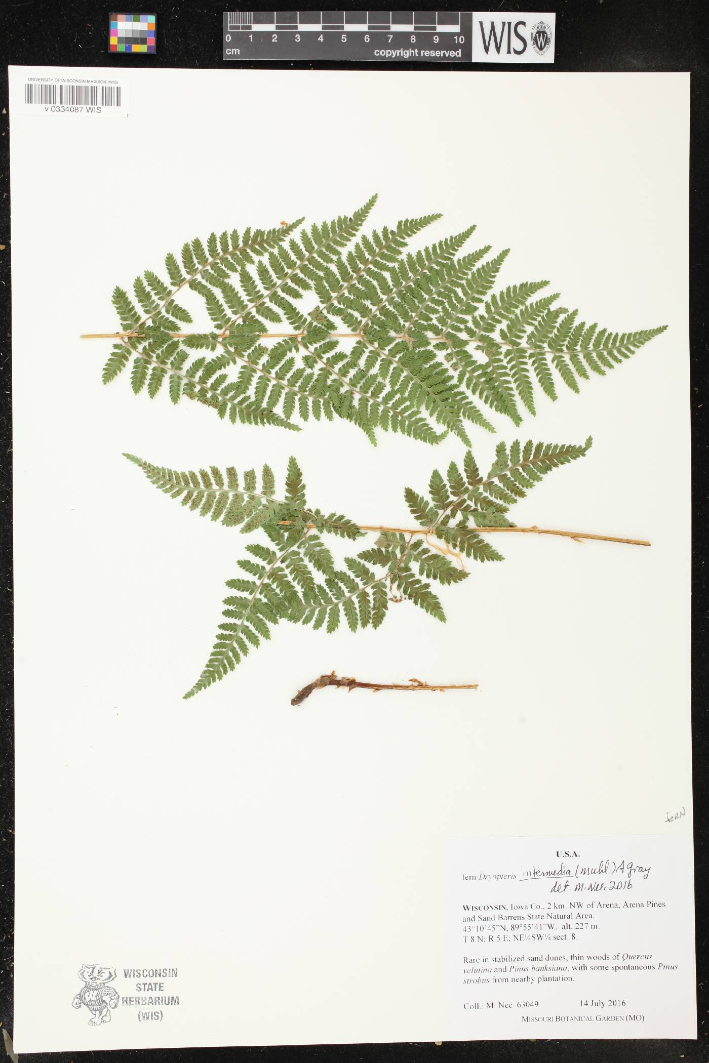 Dryopteris intermedia image