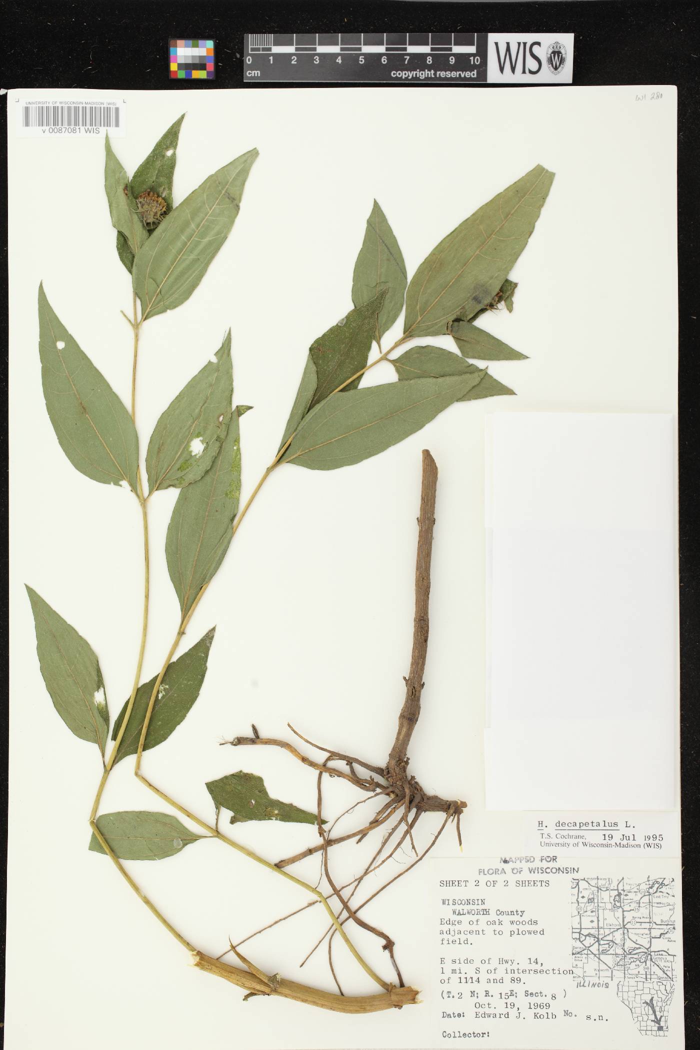 Helianthus decapetalus image